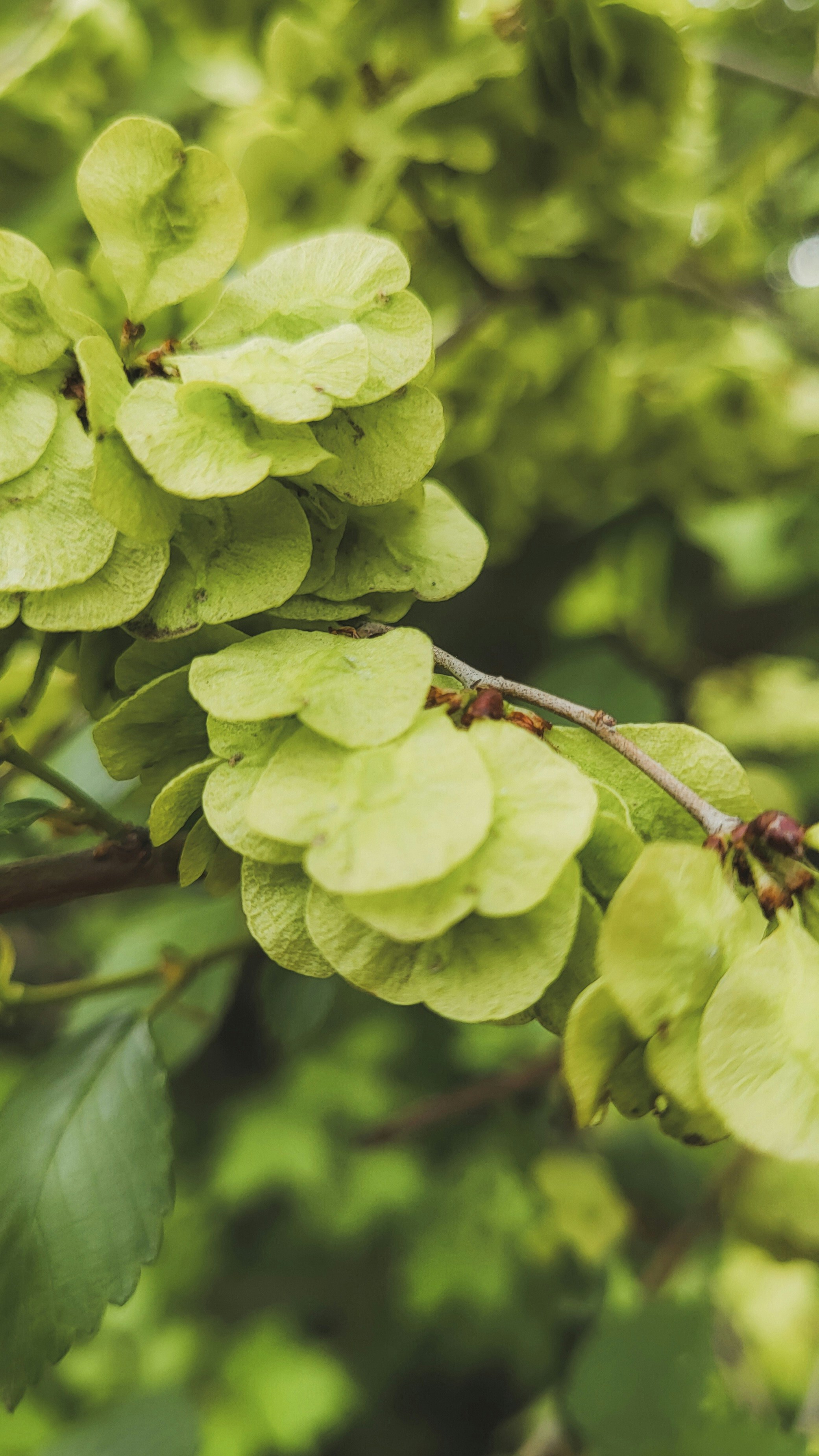 Close-up of green seed pods on a tree branch.