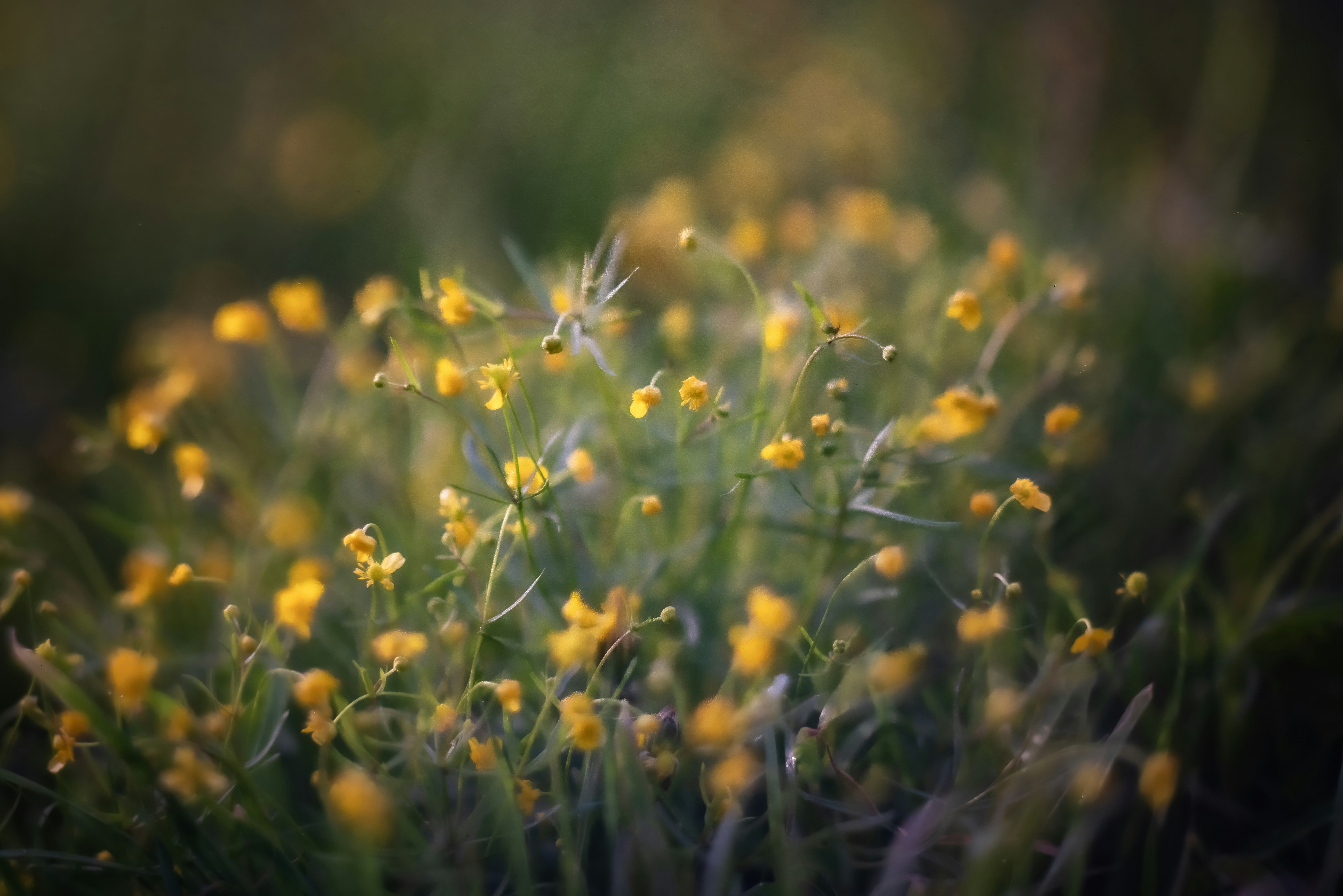 Photo by andrilliardbond