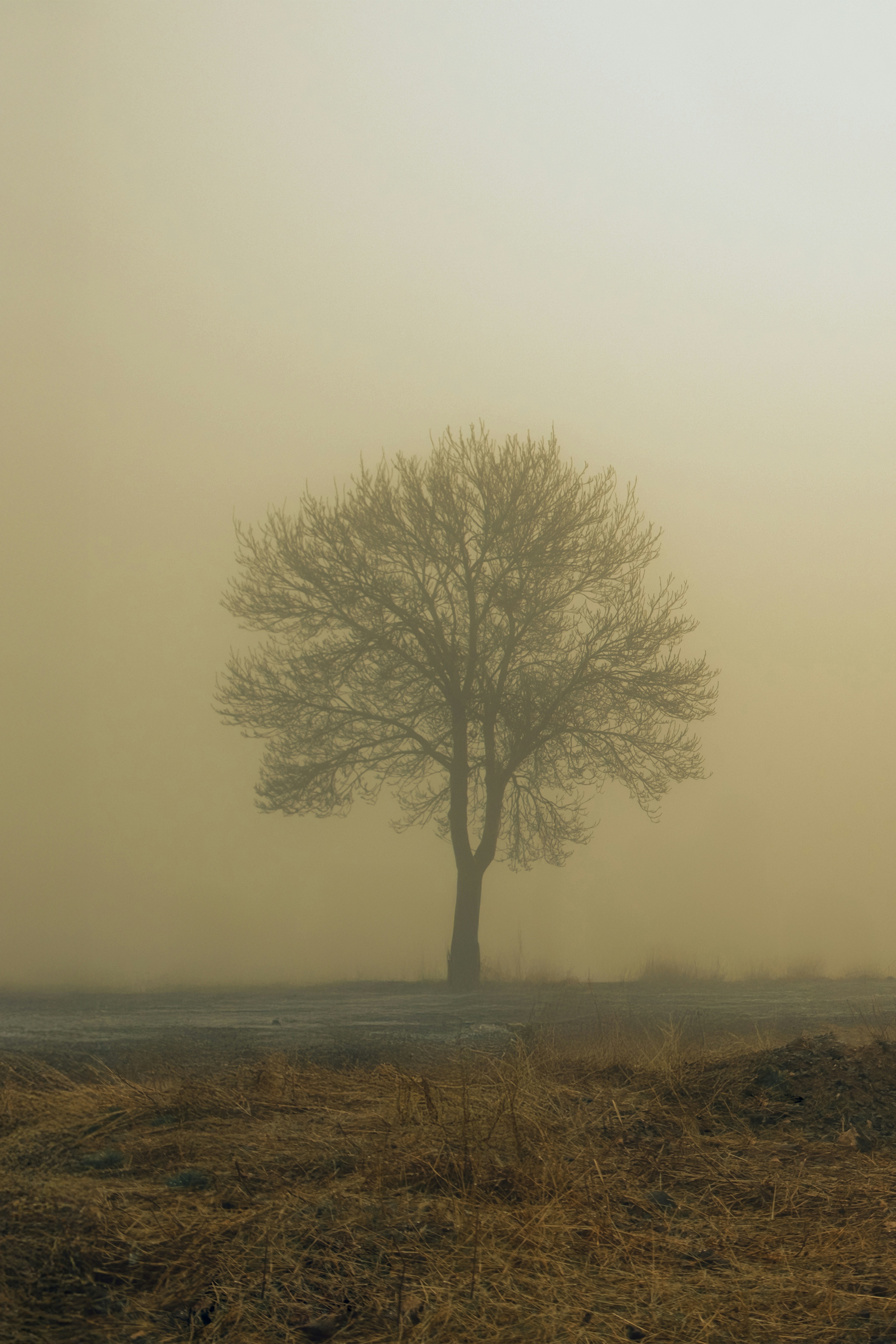 A lone tree stands in the foggy landscape.