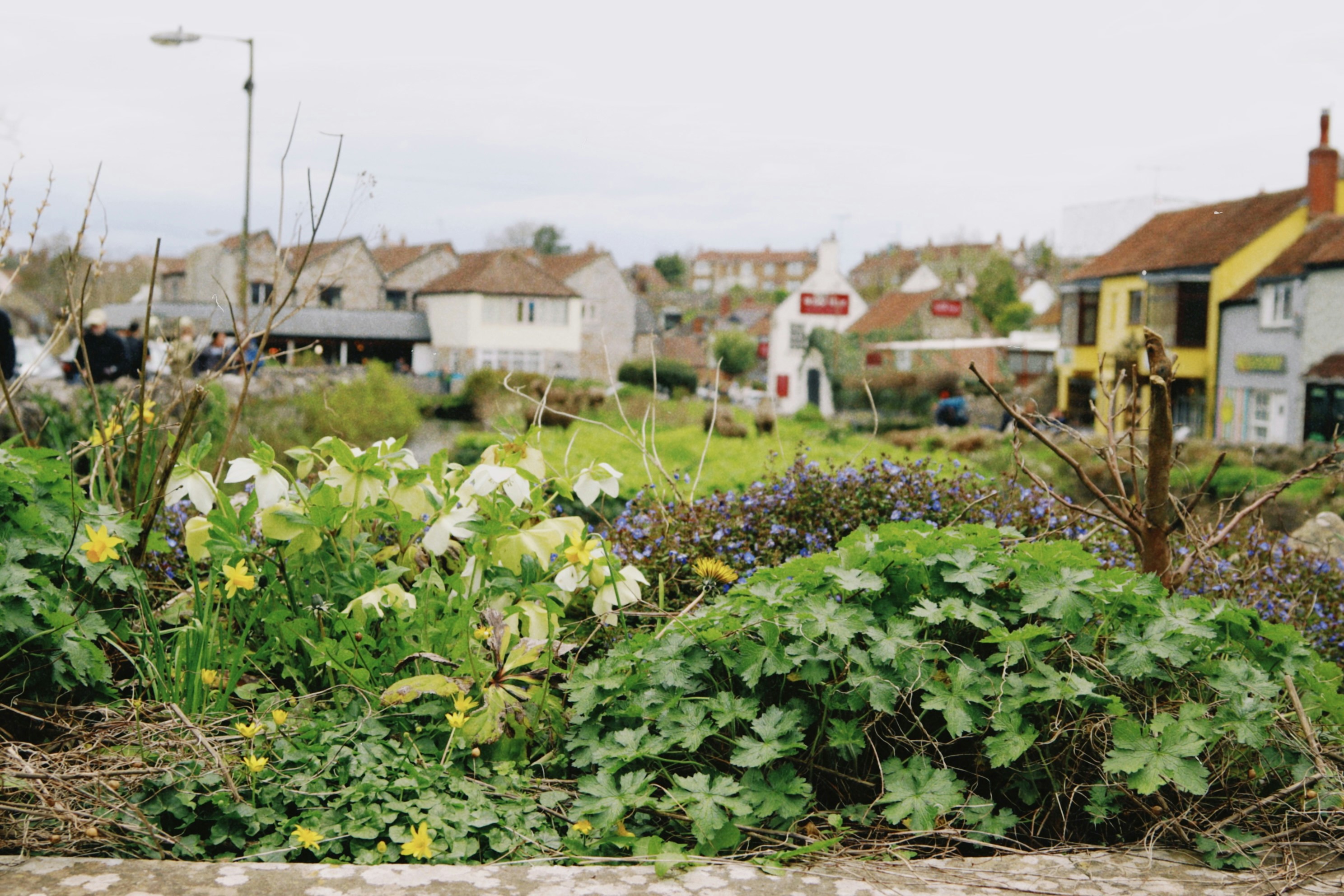 B'Hoys Community Gardens