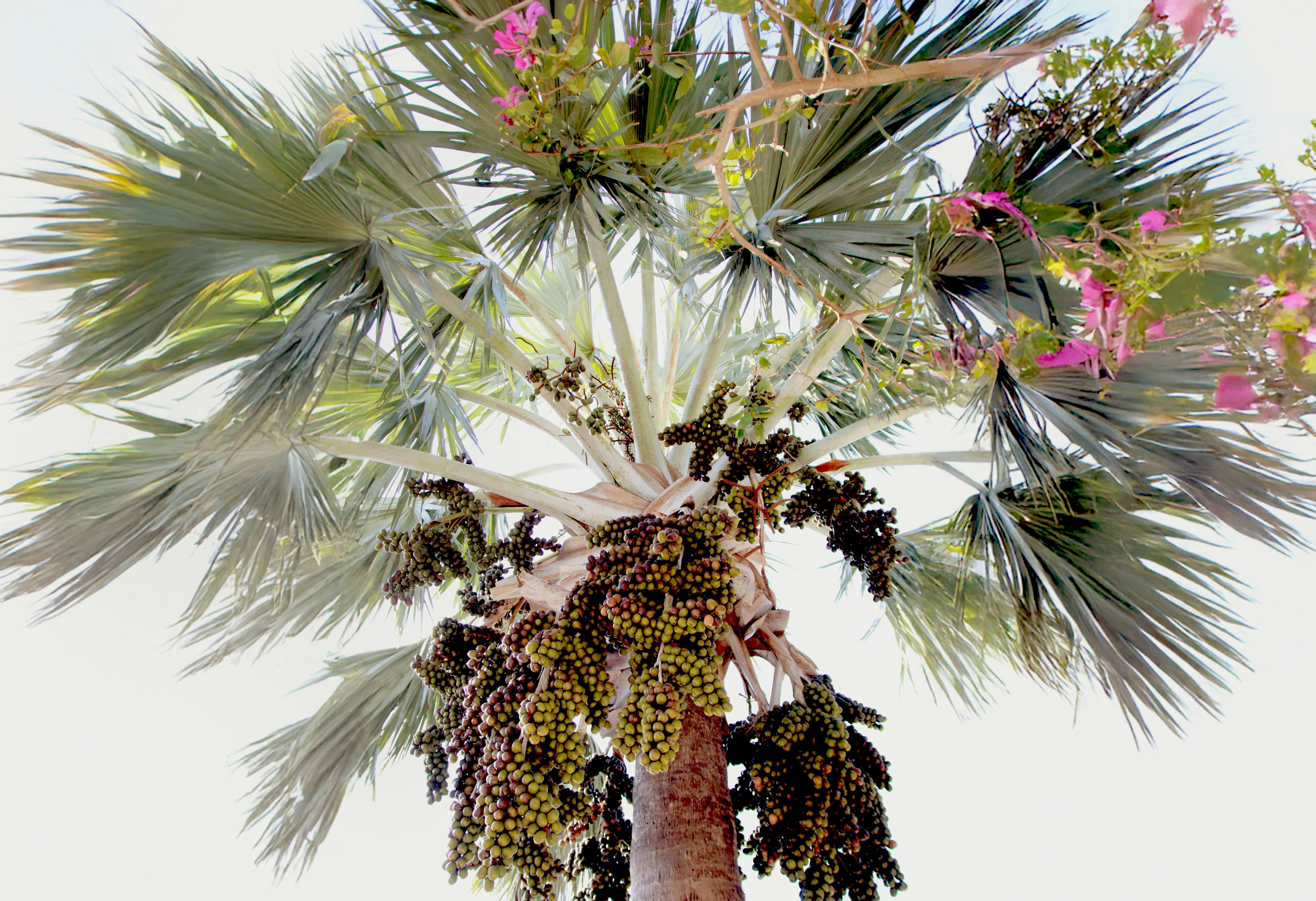A close-up shot of a palm tree.