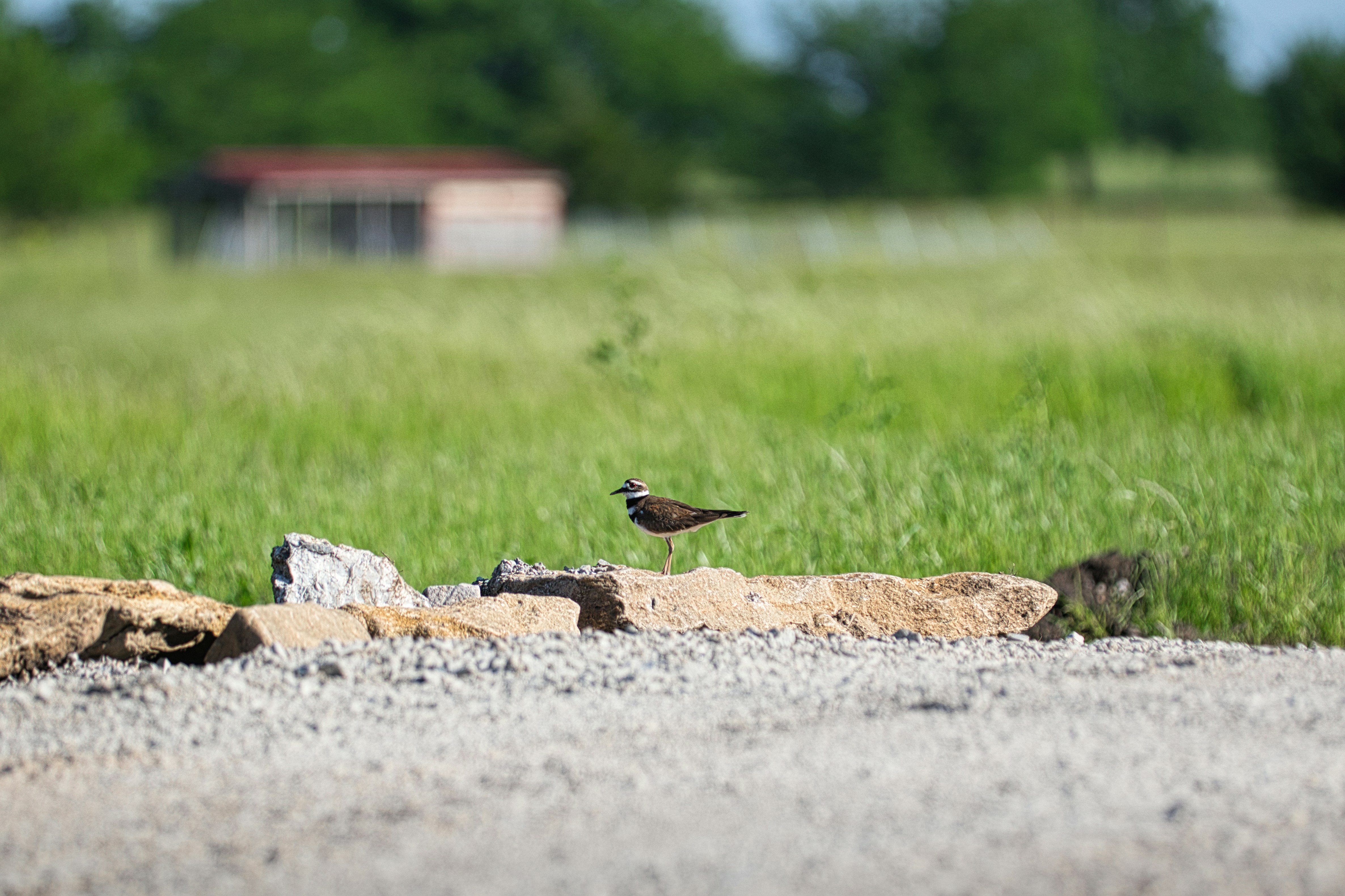 A bird takes flight above a rocky ledge.