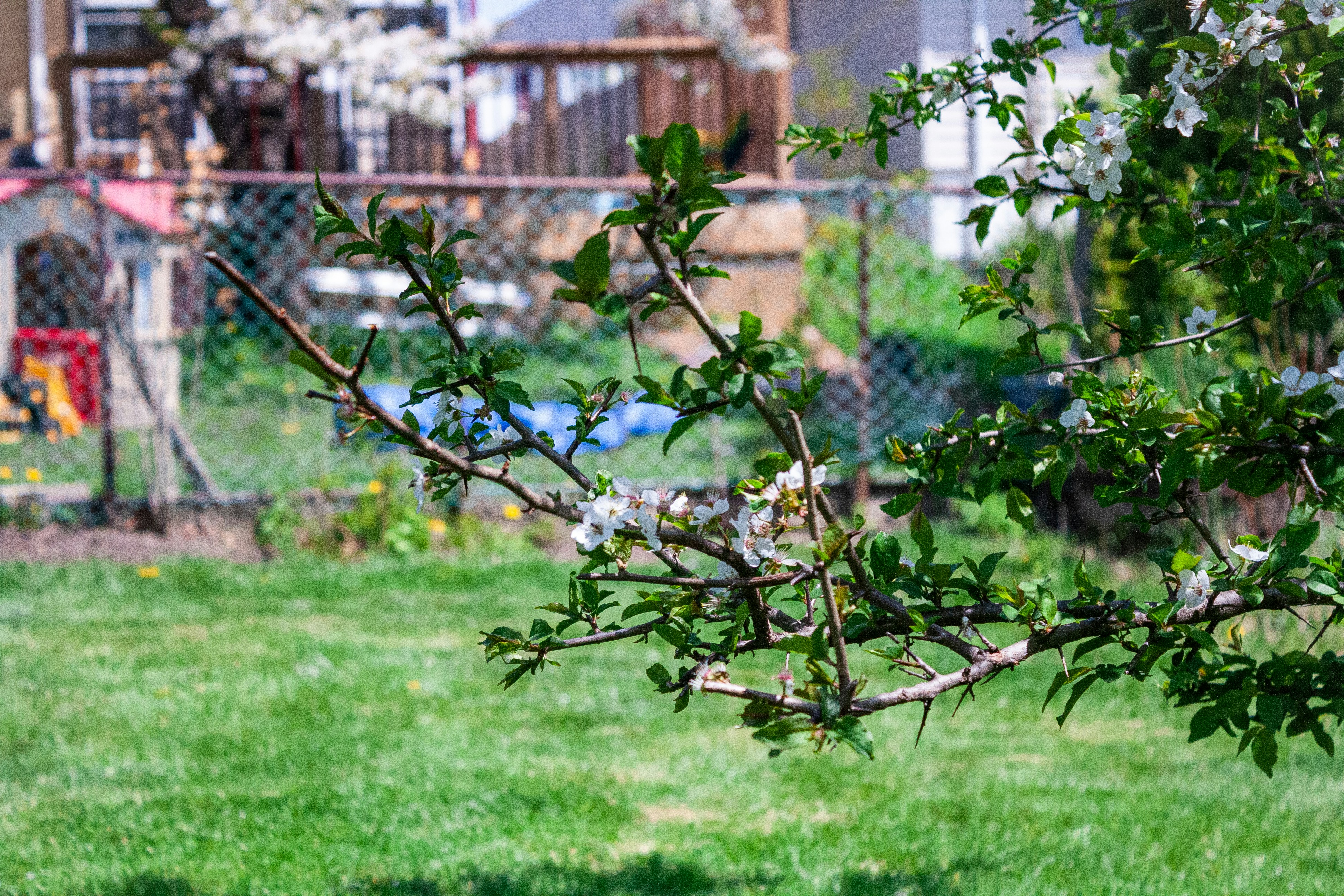 A branch with white blossoms on a sunny lawn.