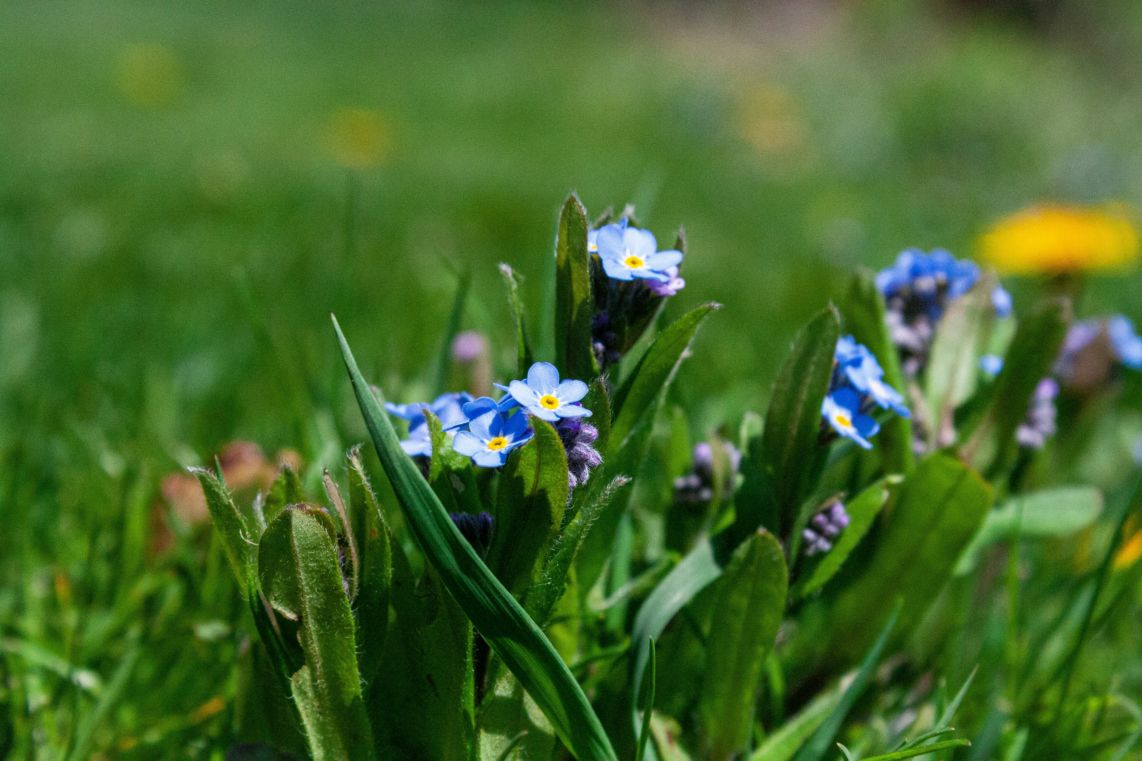 Photo by leandroyounis