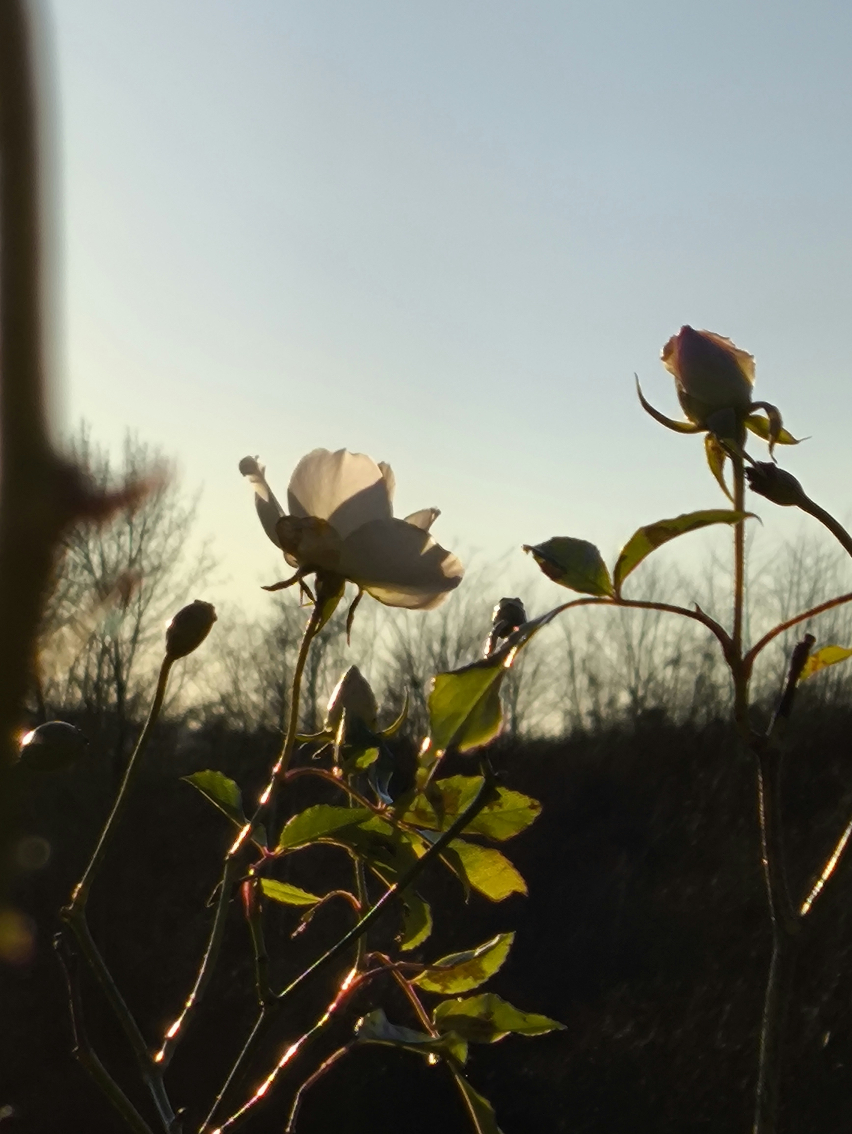 White roses bloom against a soft, blue sky.
