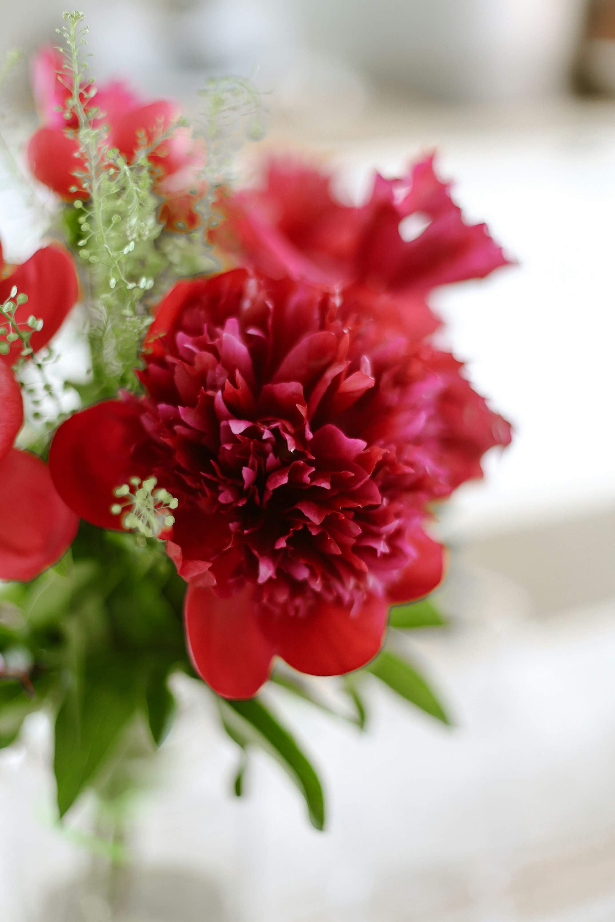 Beautiful red peonies close up.