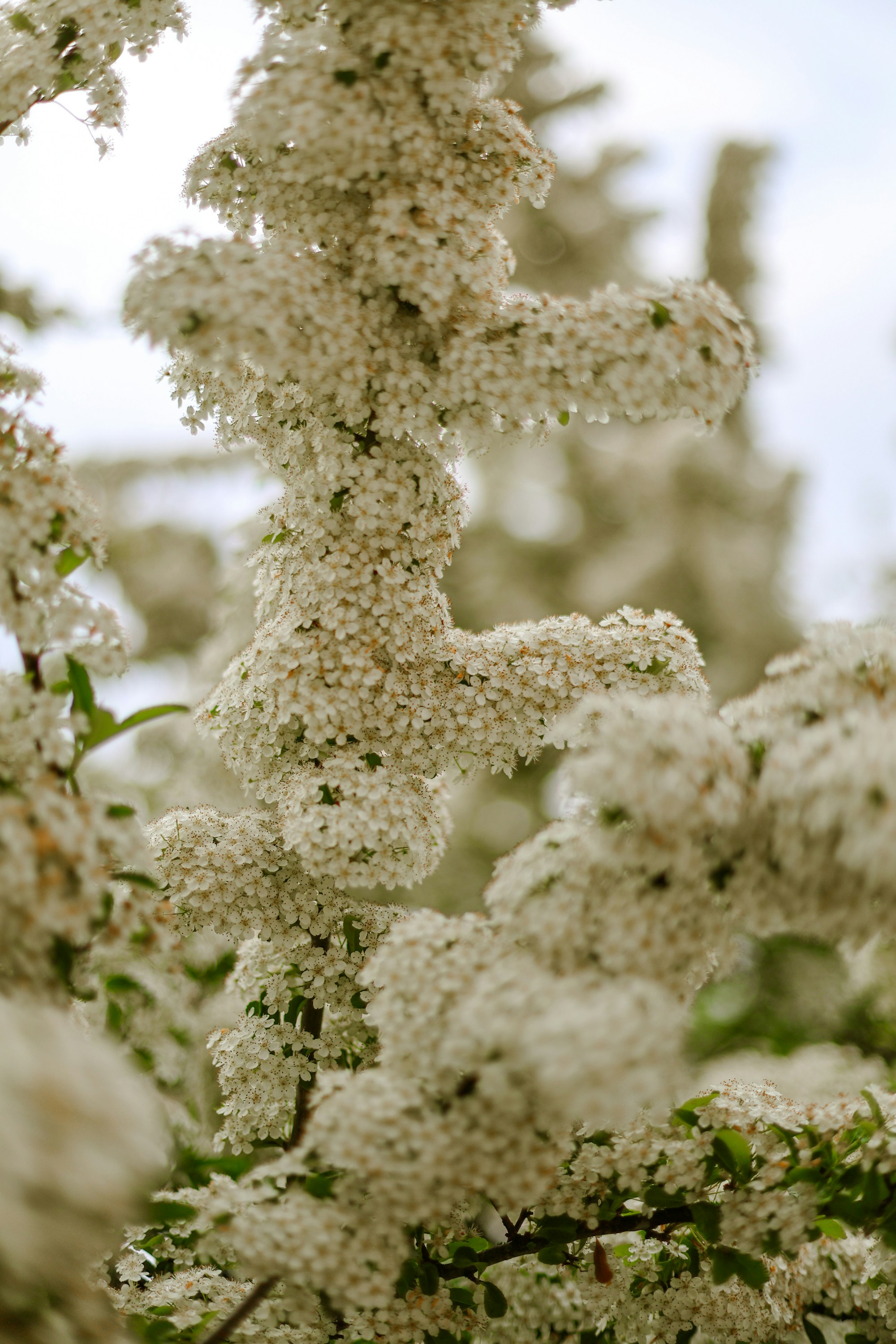 White flowers bloom on a branch, close up.