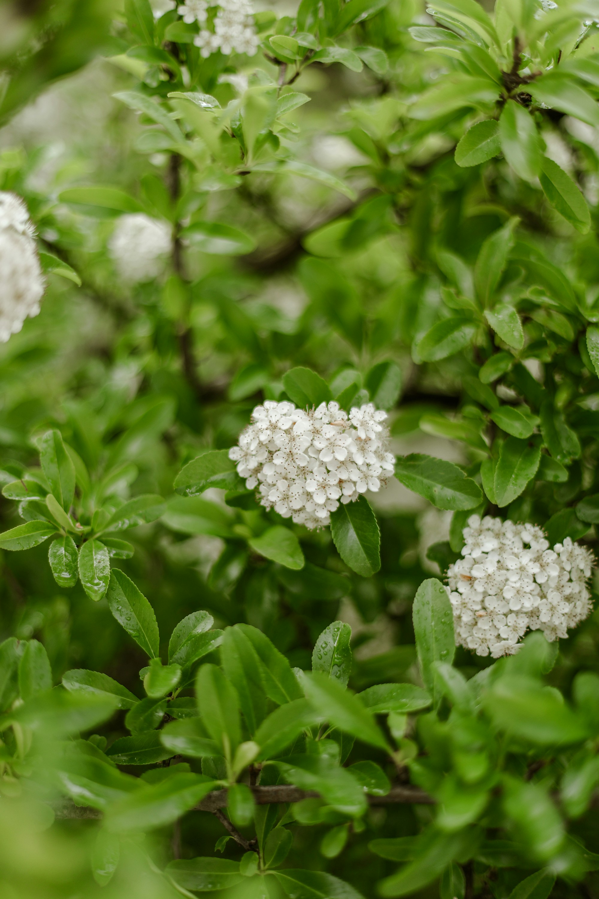 White flowers bloom among vibrant green leaves.