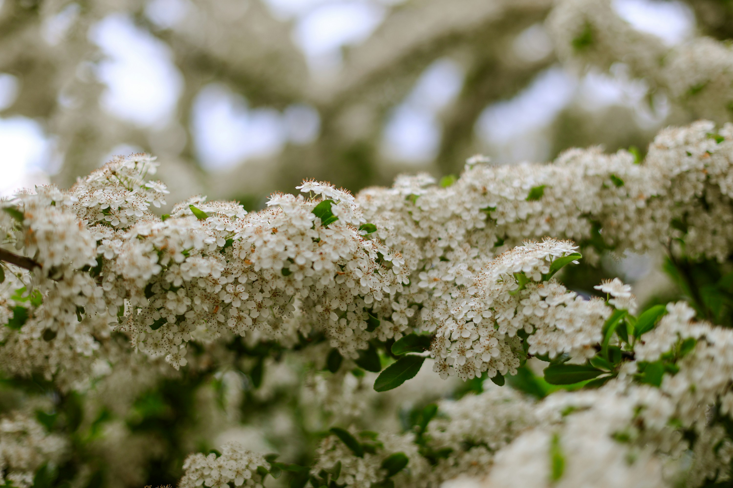 White flowers bloom beautifully on a branch.