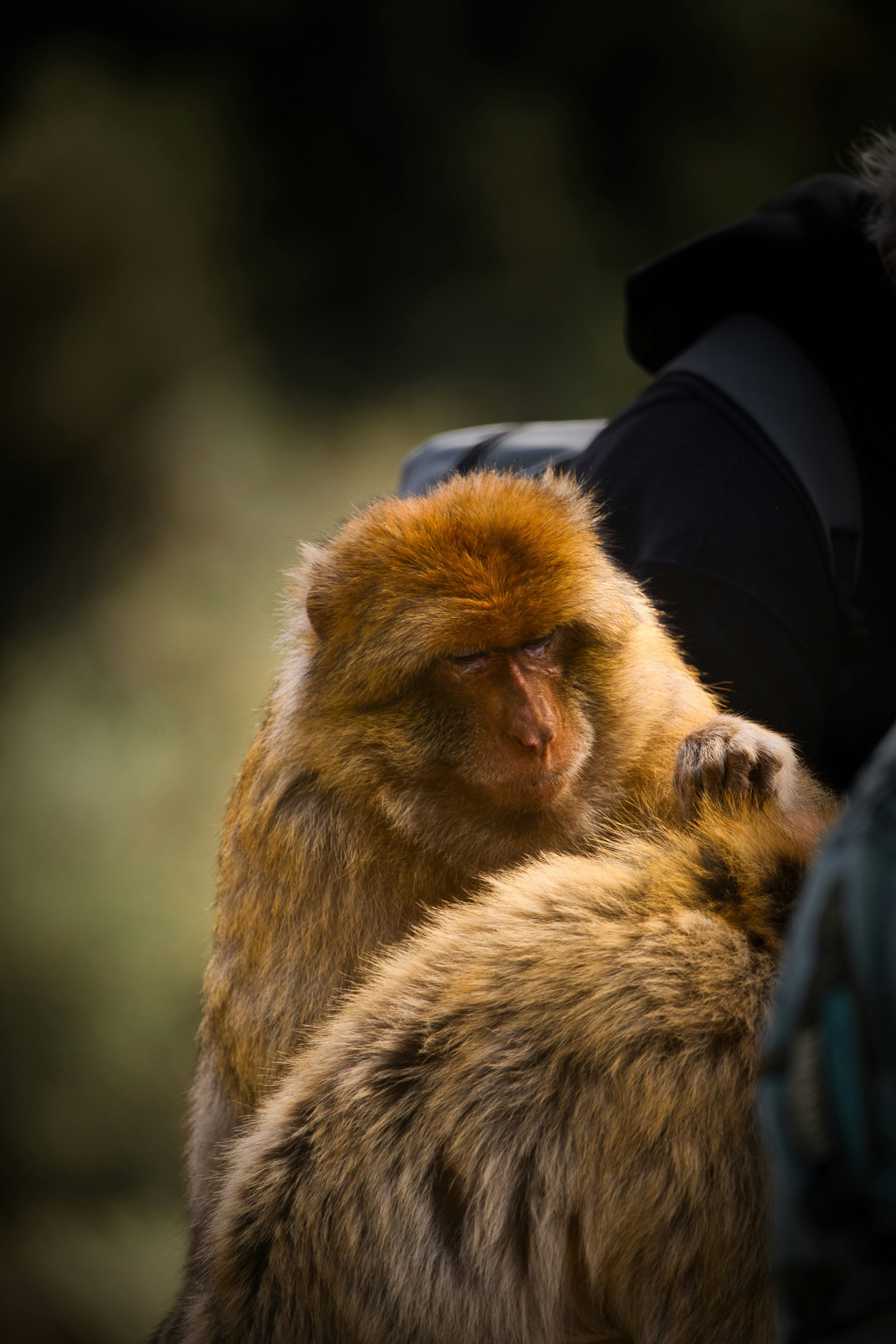 A monkey grooms another monkey.