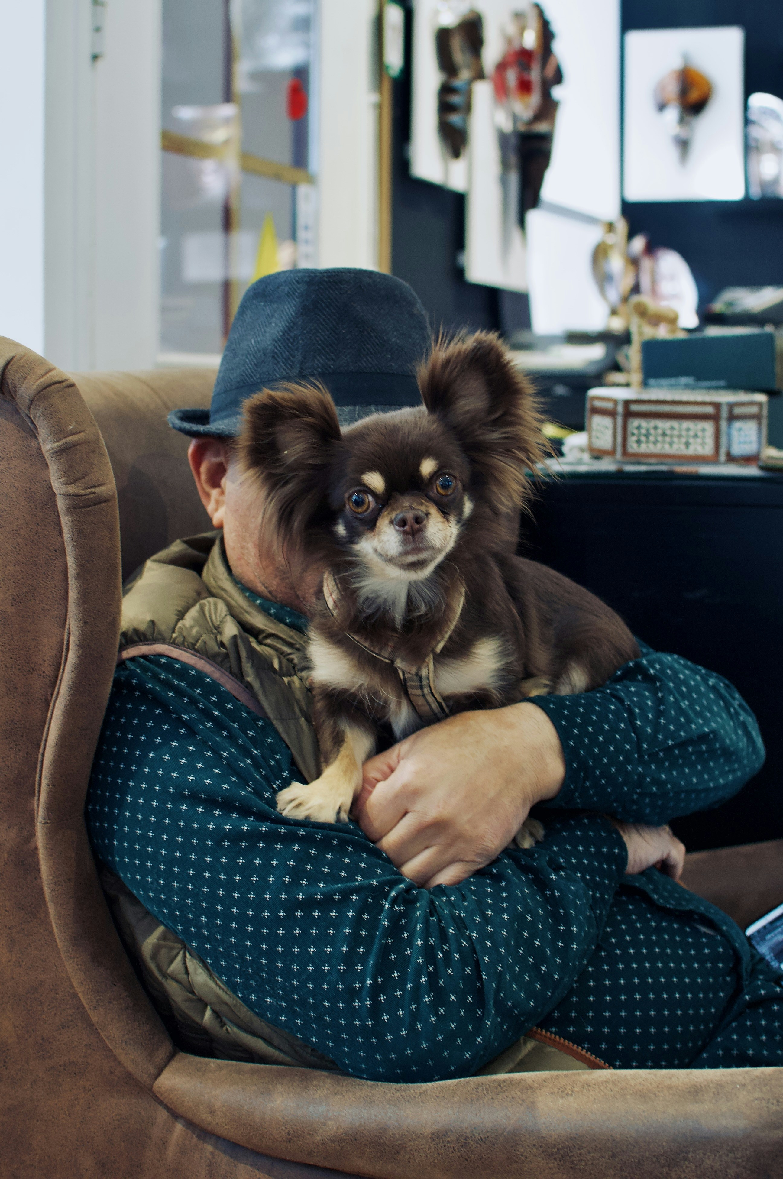 Un hombre sostiene un lindo chihuahua.