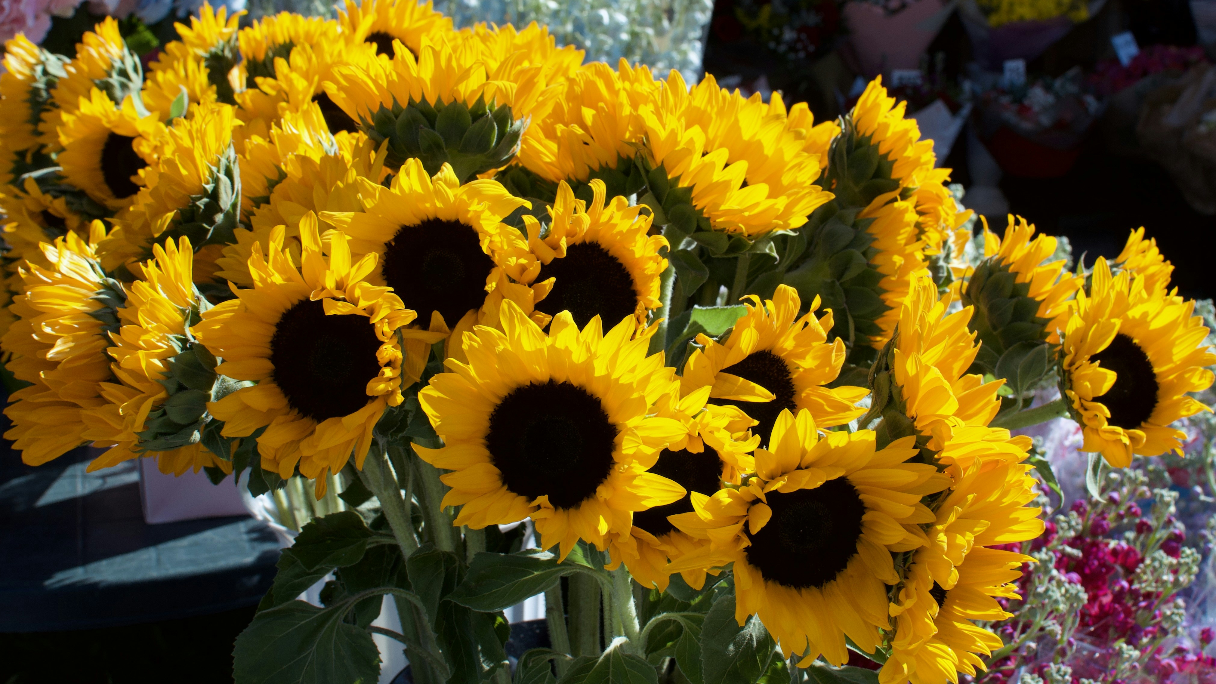 Los girasoles florecen vibrantemente en la imagen.