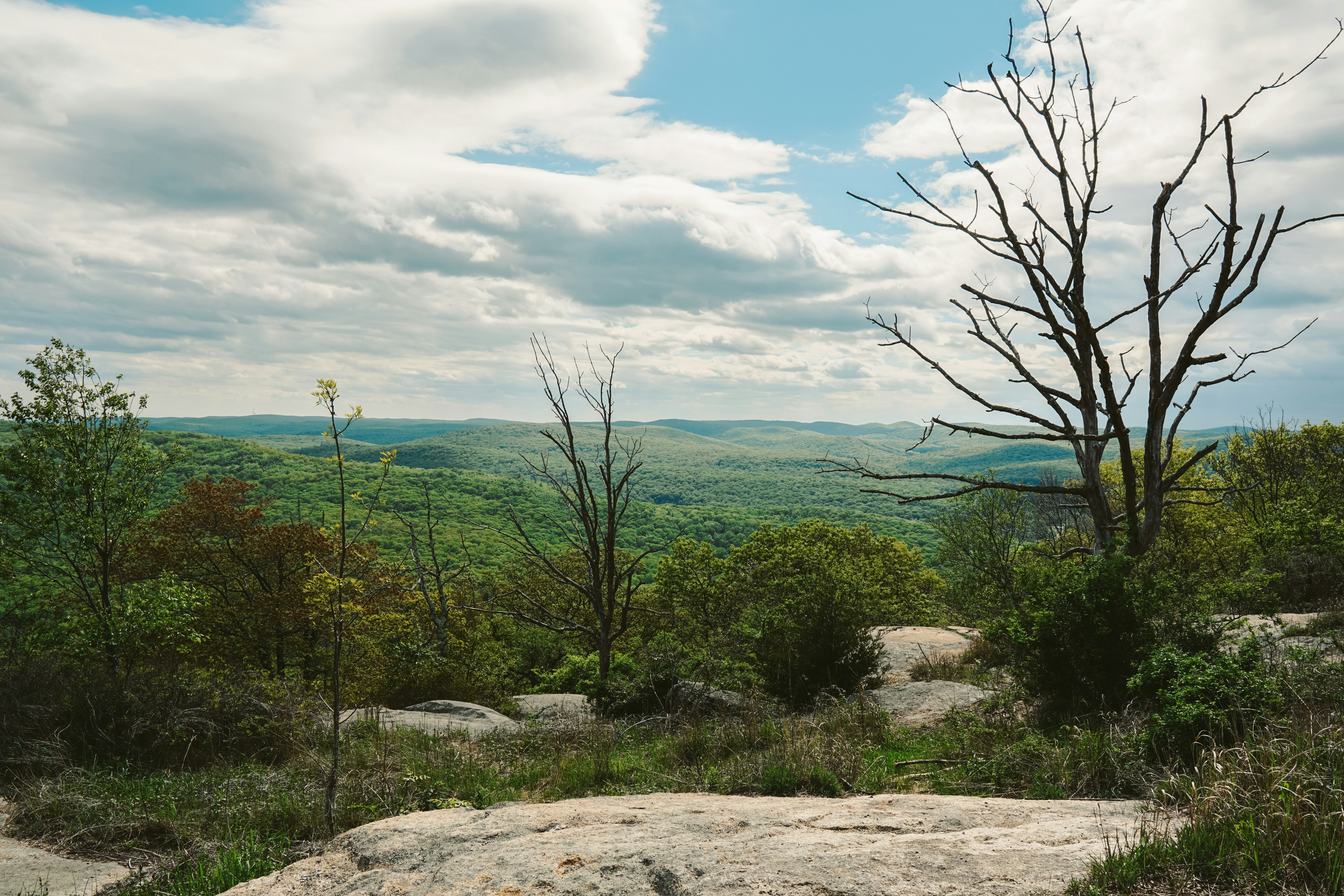 Overlooking a green forest with cloudy skies. 풍경 사진
