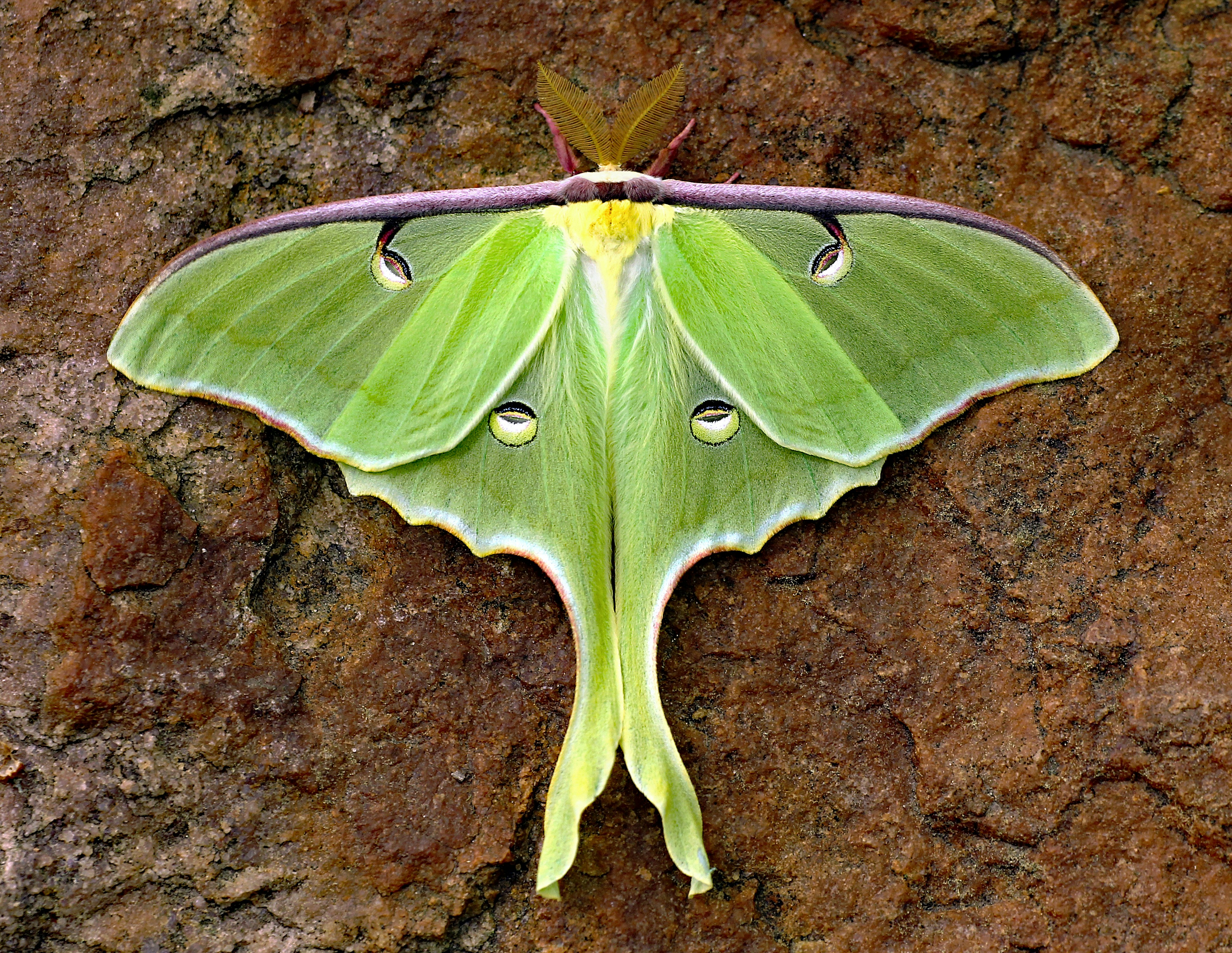Eine schöne Mondmotte ruht auf einer rauen Oberfläche.
