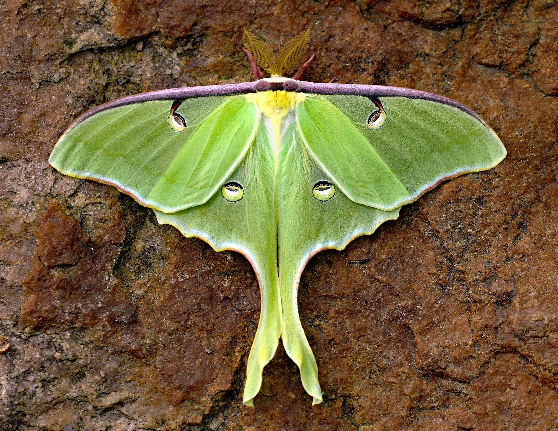 A pale green luna moth with long tails resting flat on rough red-brown stone
