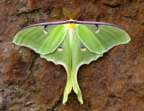 moth trapping