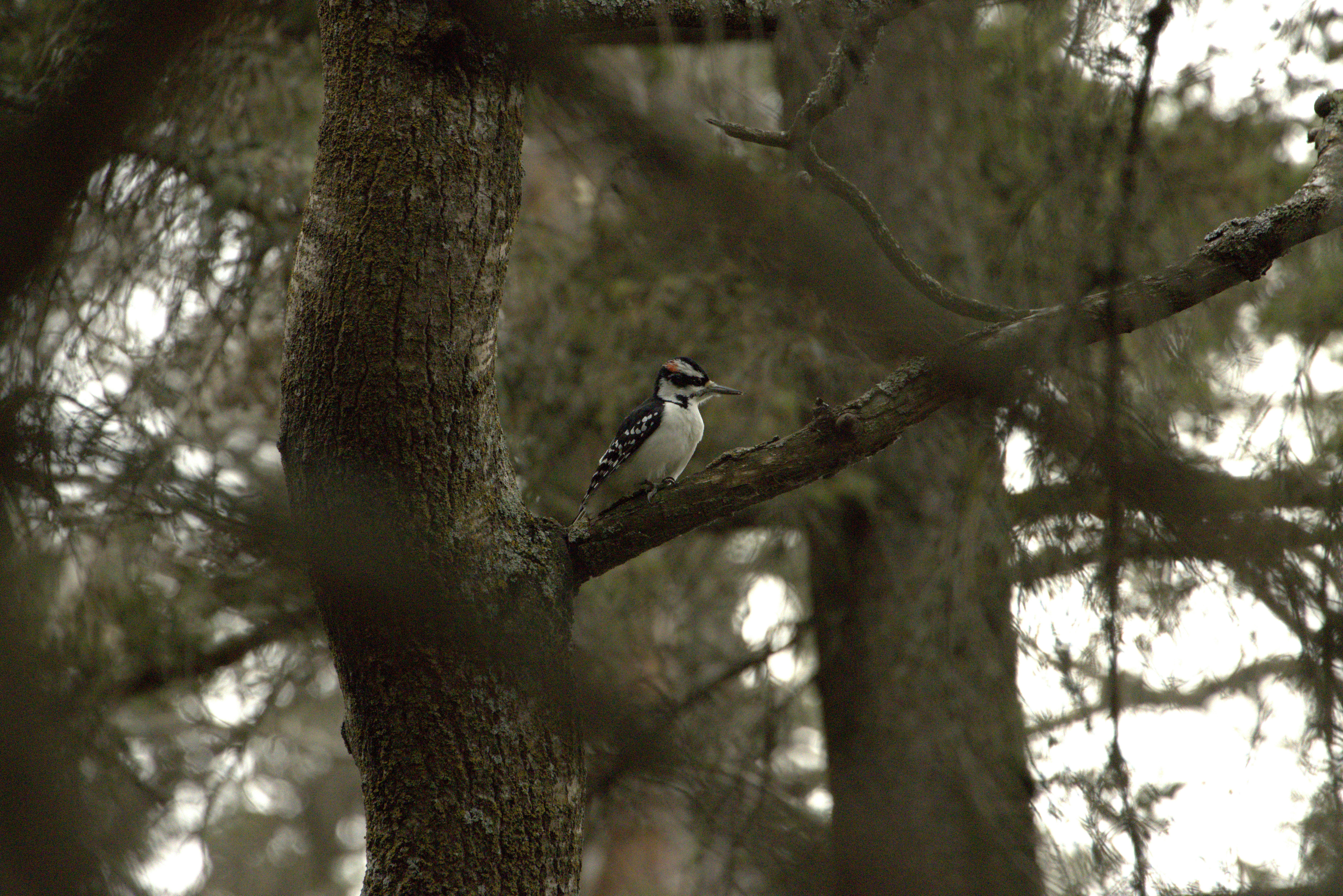 A bird perches on a branch in the forest.