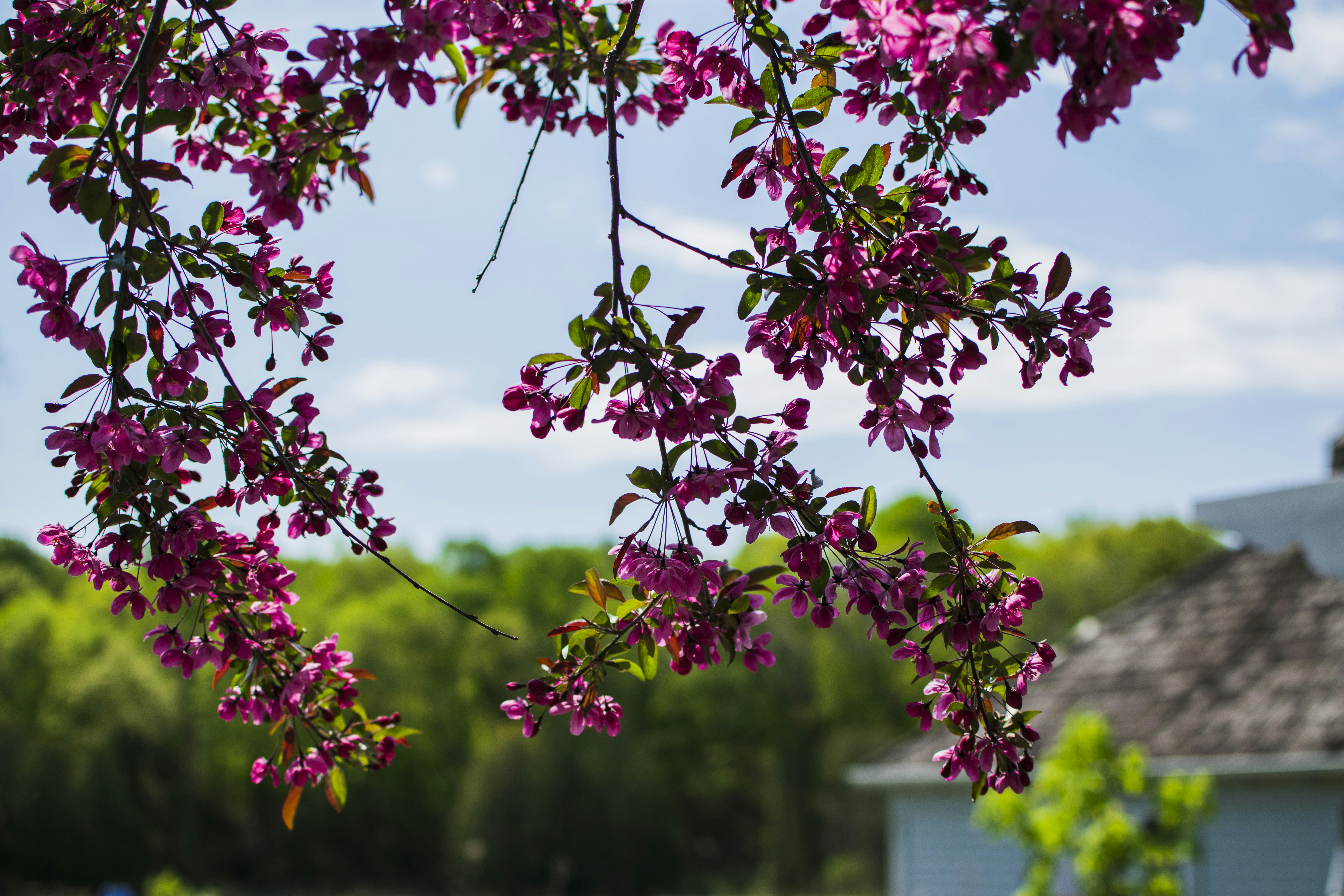 Pink blossoms bloom against a blue sky.
