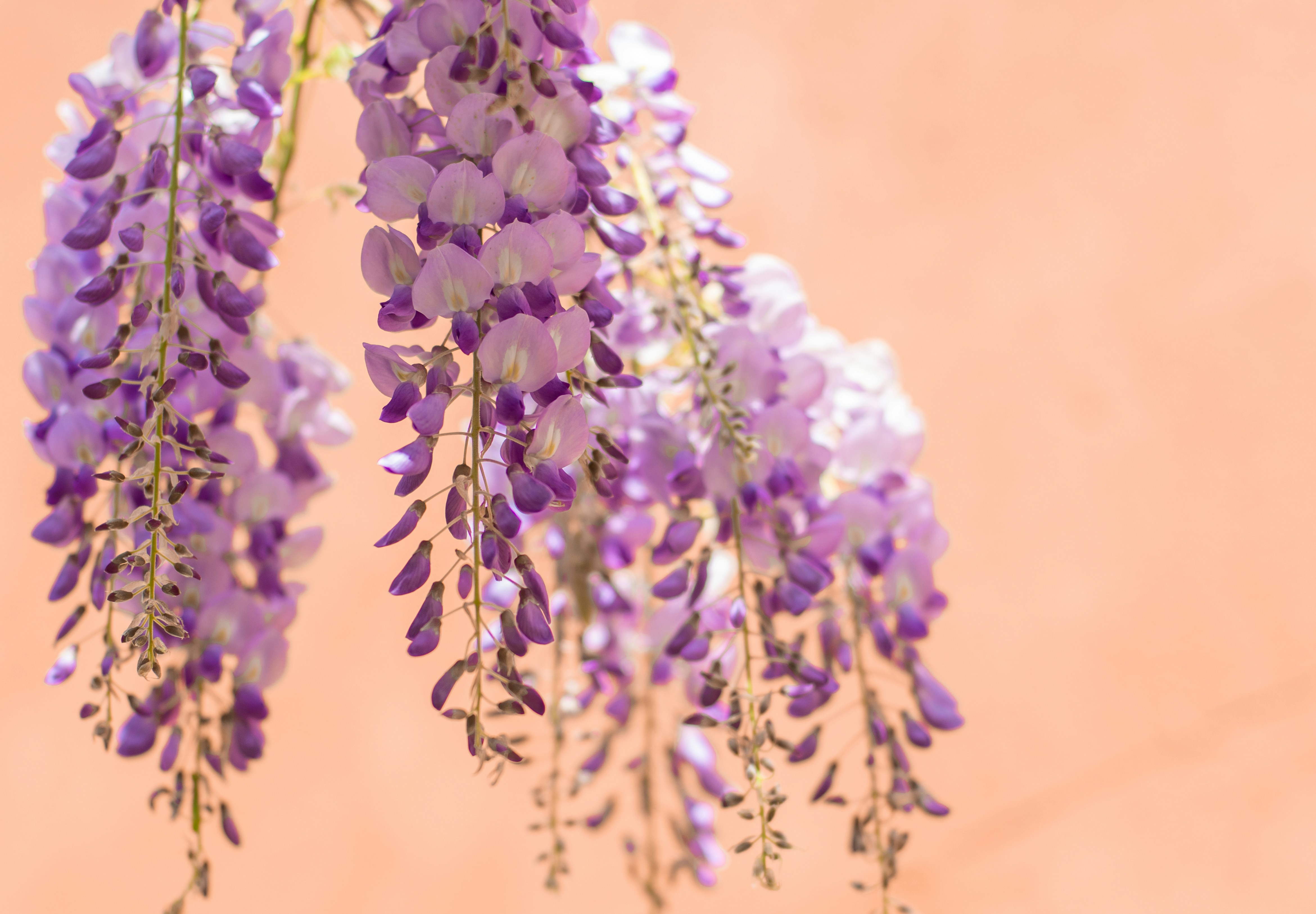 Photo by nataliaraylenegusakova