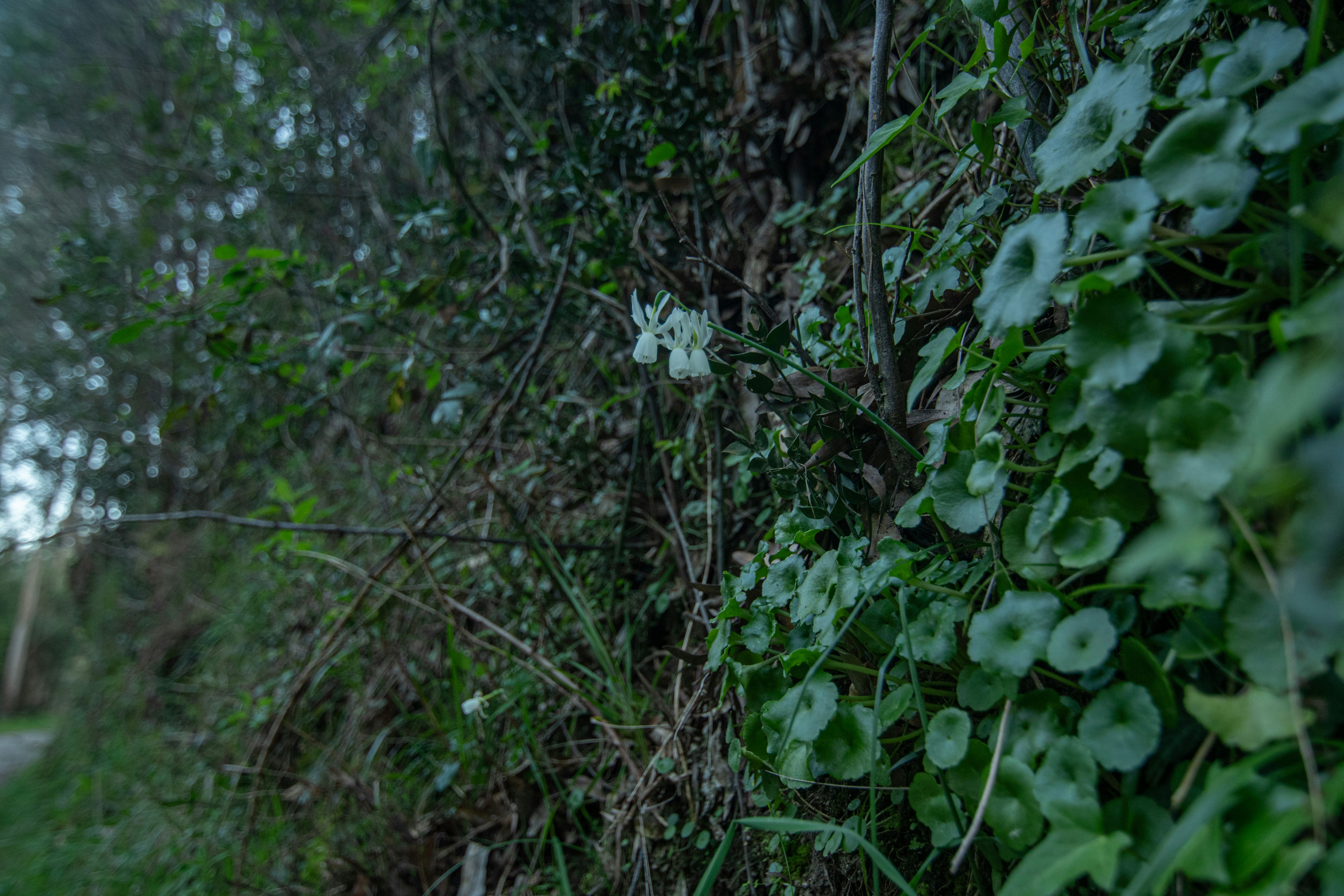 Green foliage and white flowers are seen.
