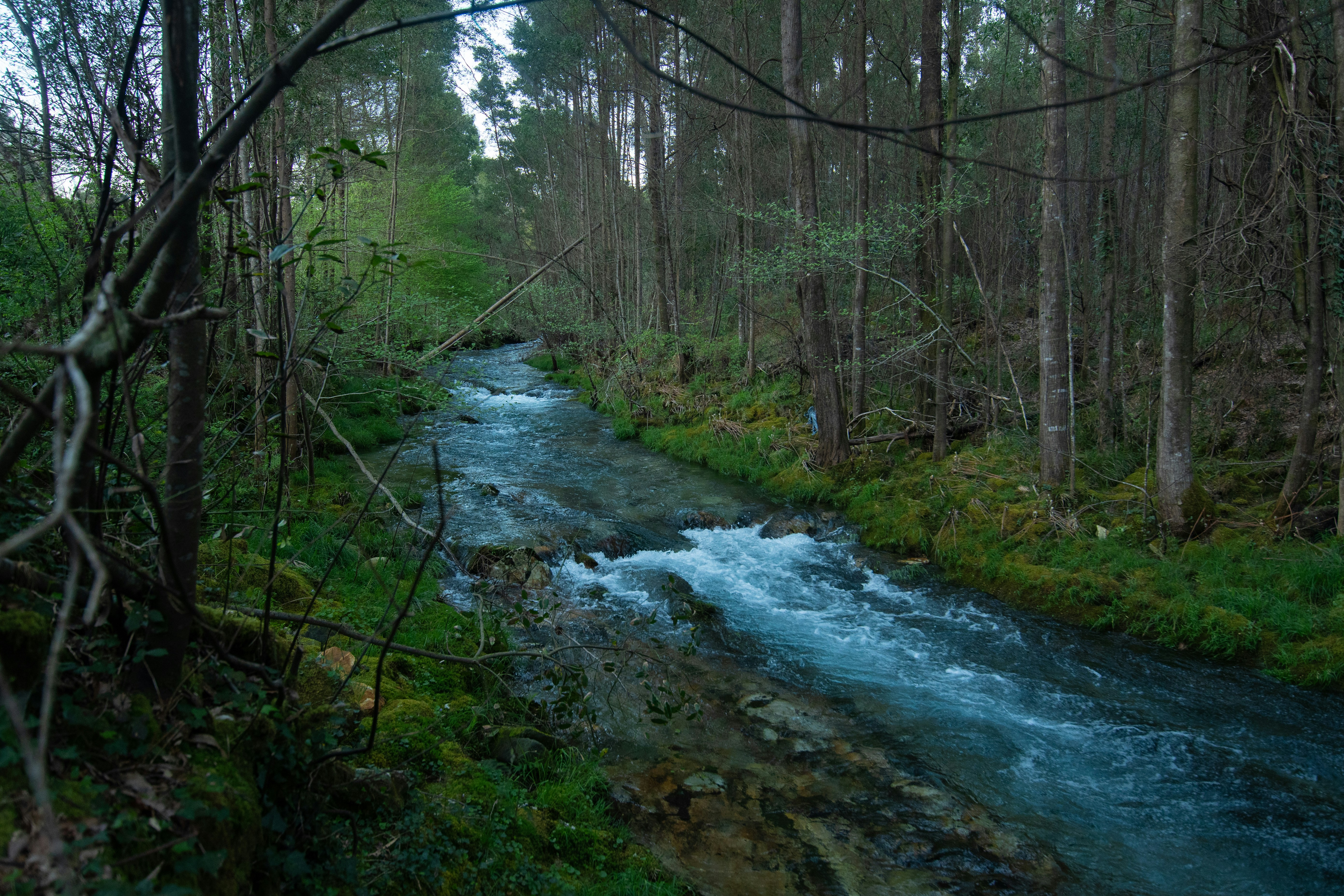 A river flows through a lush, green forest.