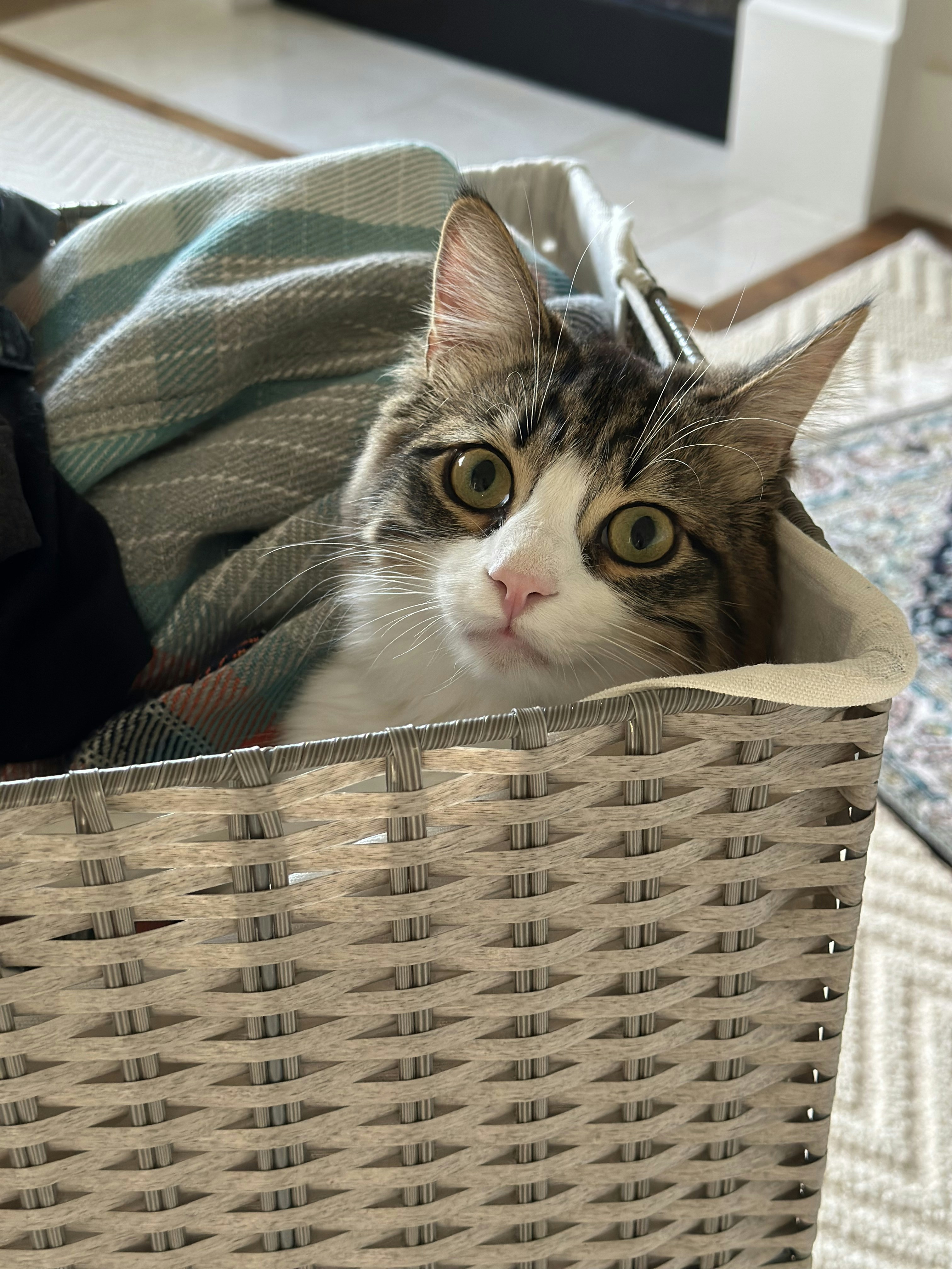 The Laundry Basket Lounger (image credits: unsplash)