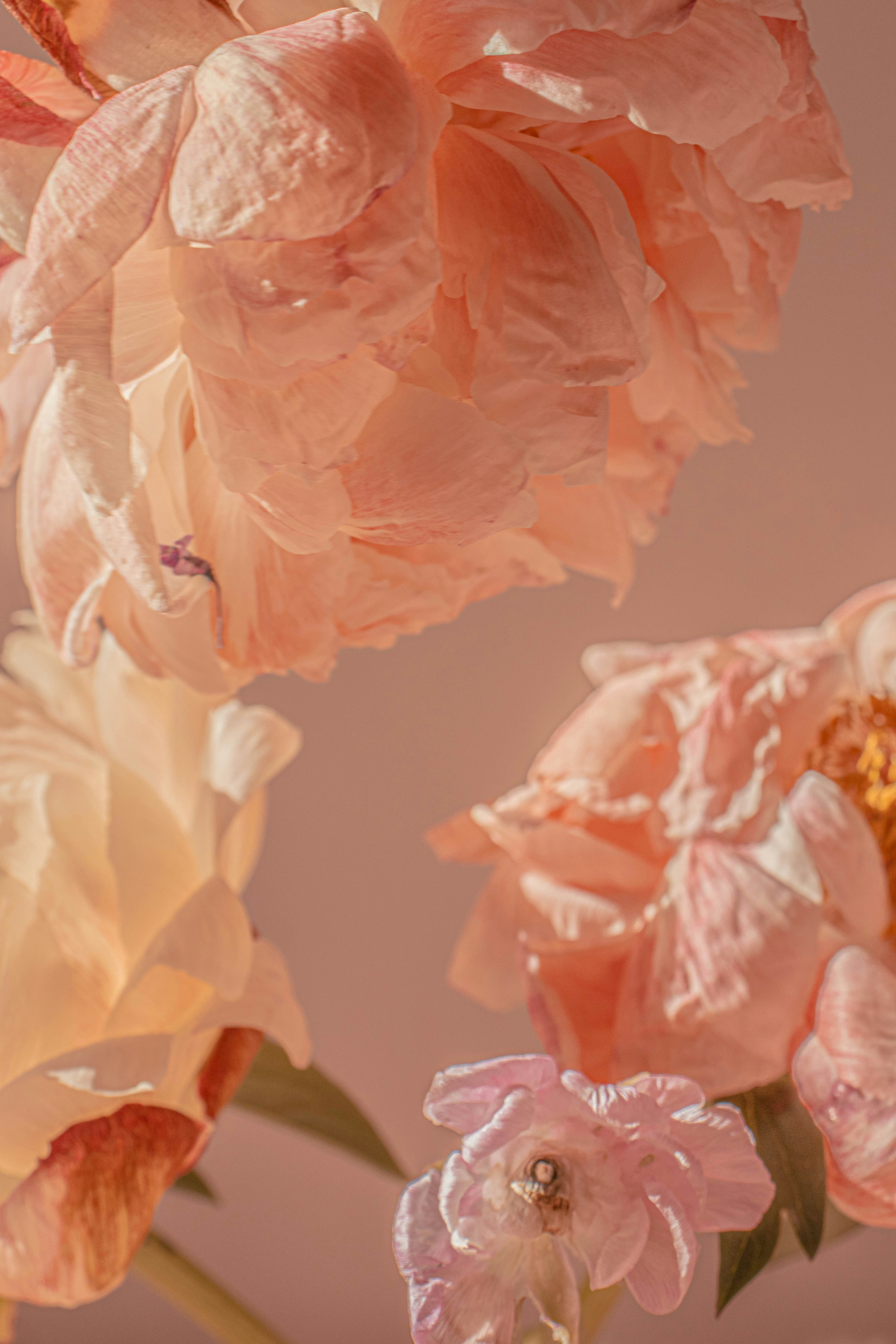 Beautiful pink peonies in soft, natural light.