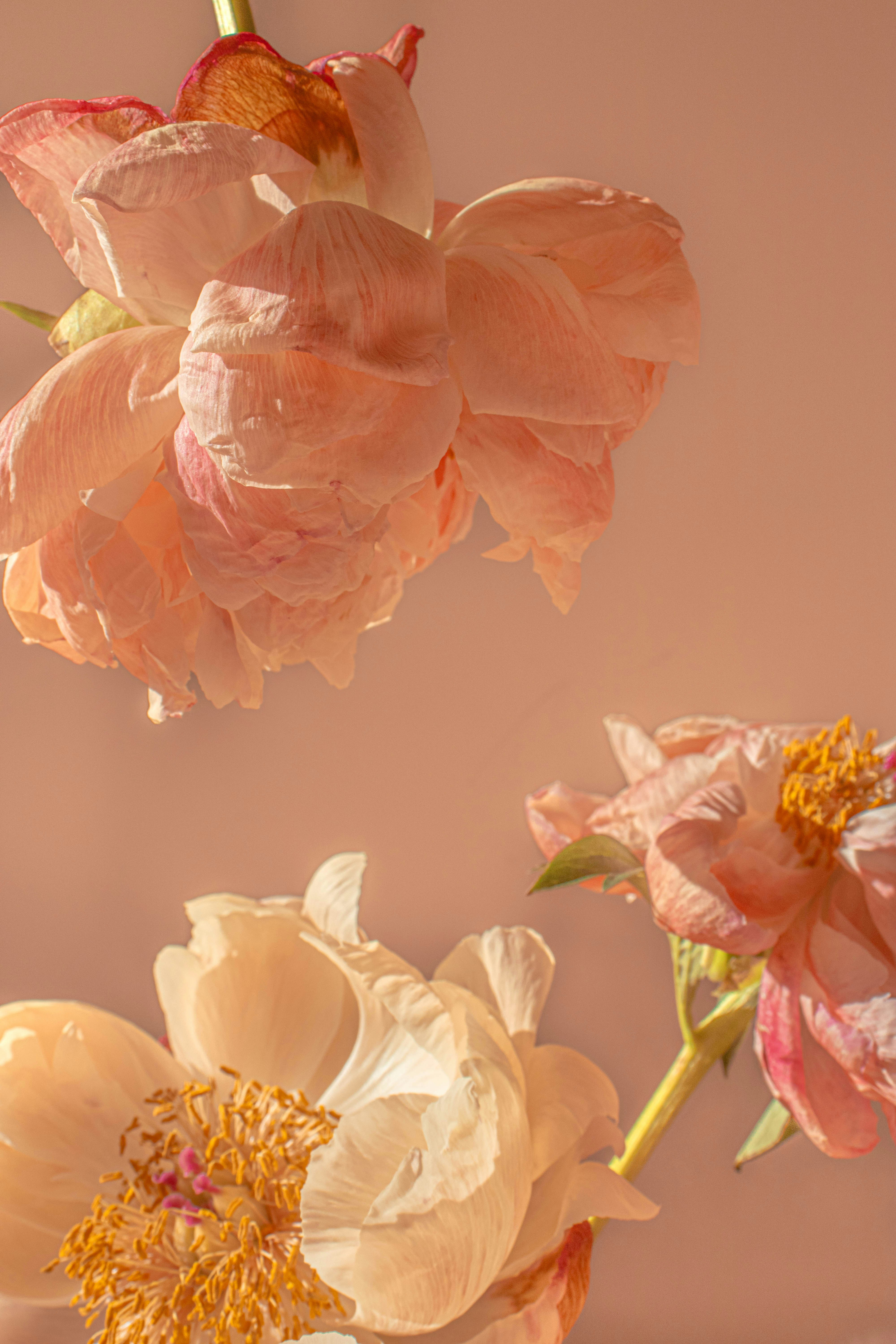 Delicate pink flowers against a soft, warm background.