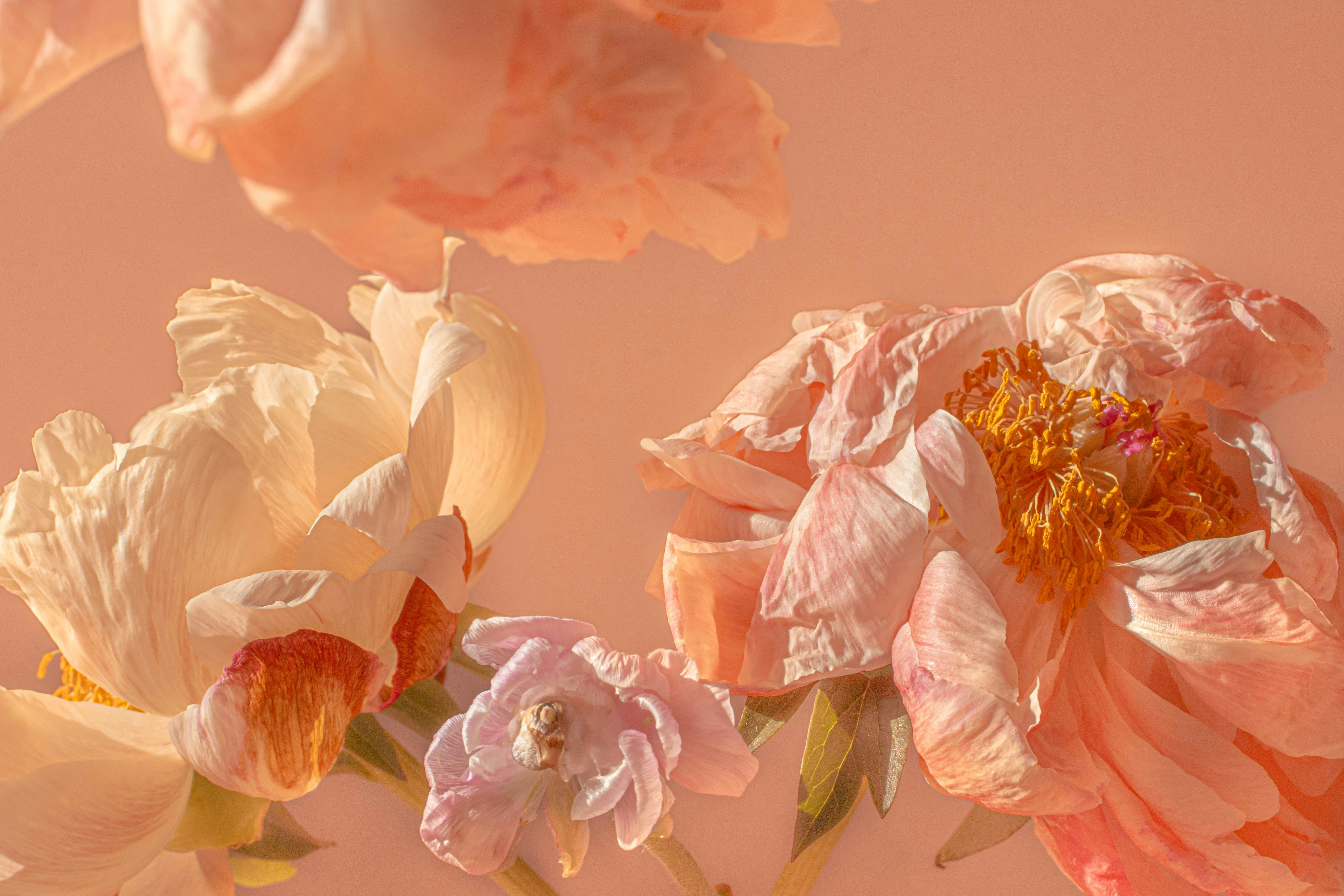Soft, blurred flowers in warm, peachy tones.