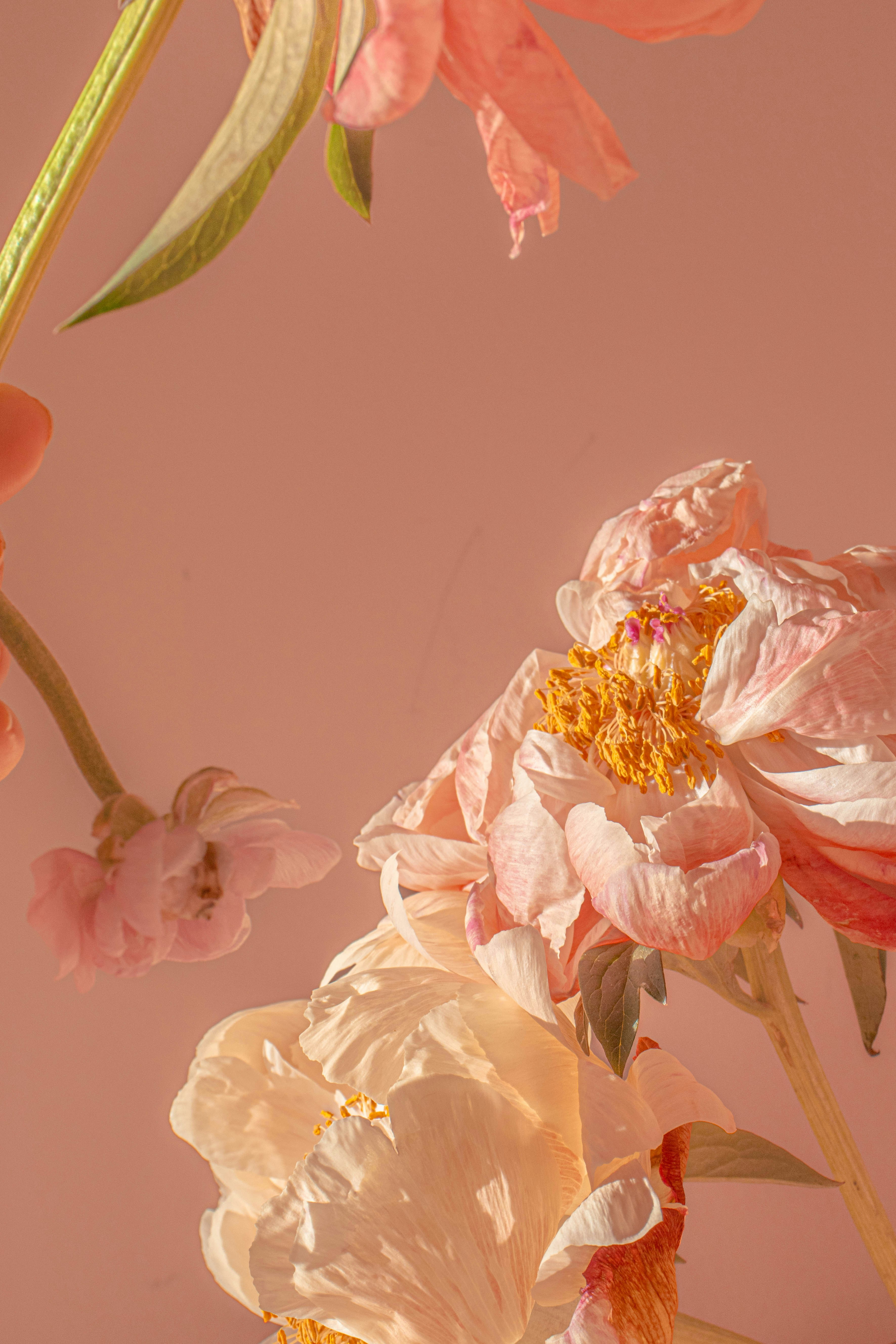 Dried pink peonies against a warm background.