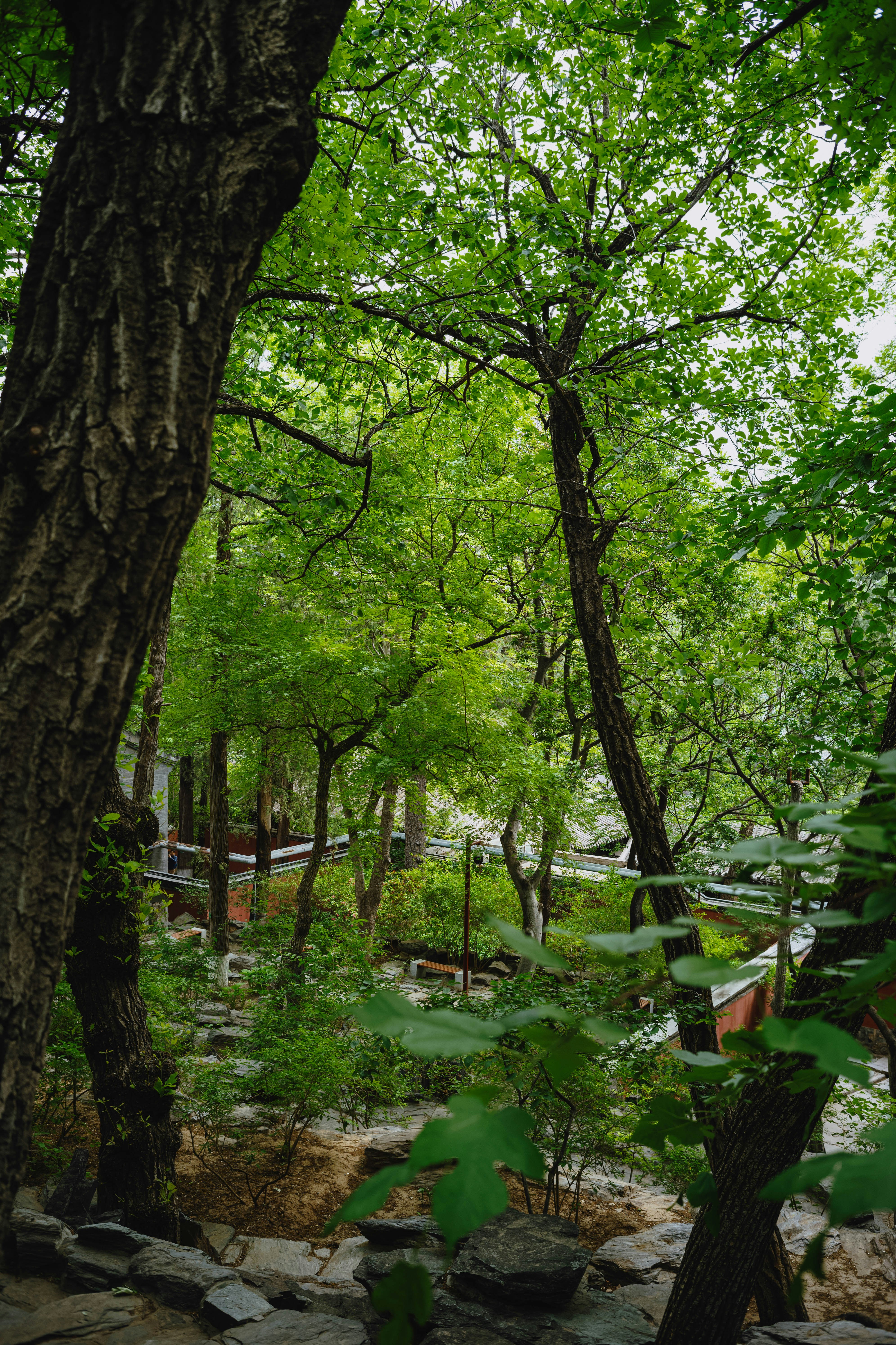 Lush green forest viewed through tree trunks.