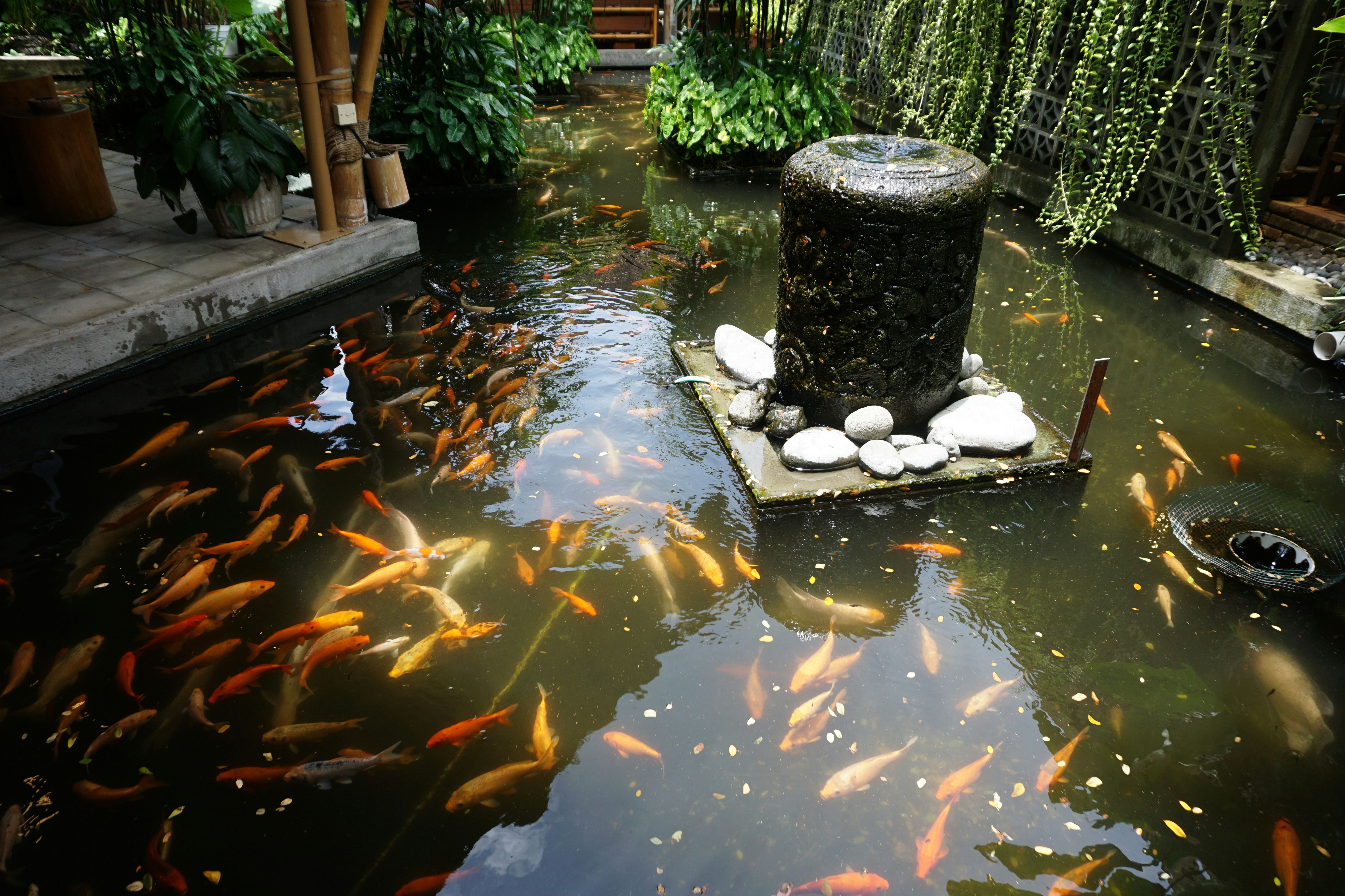 Goldfish swim in a pond with a fountain.
