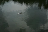 A duck swims on a calm, reflective lake.