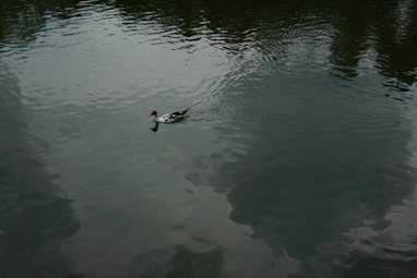 A duck swims on a calm, reflective lake.