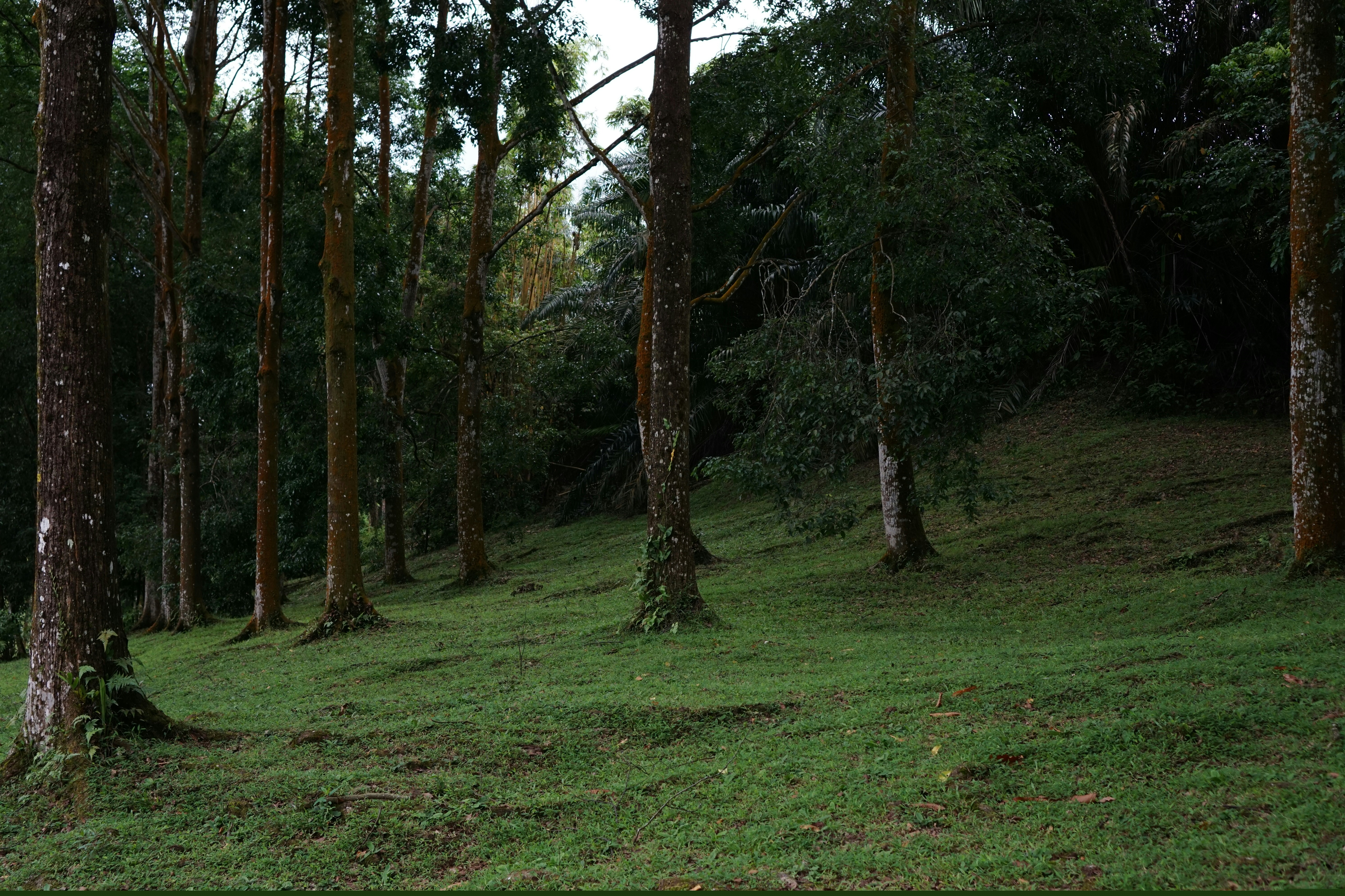 A lush, grassy hillside with trees.