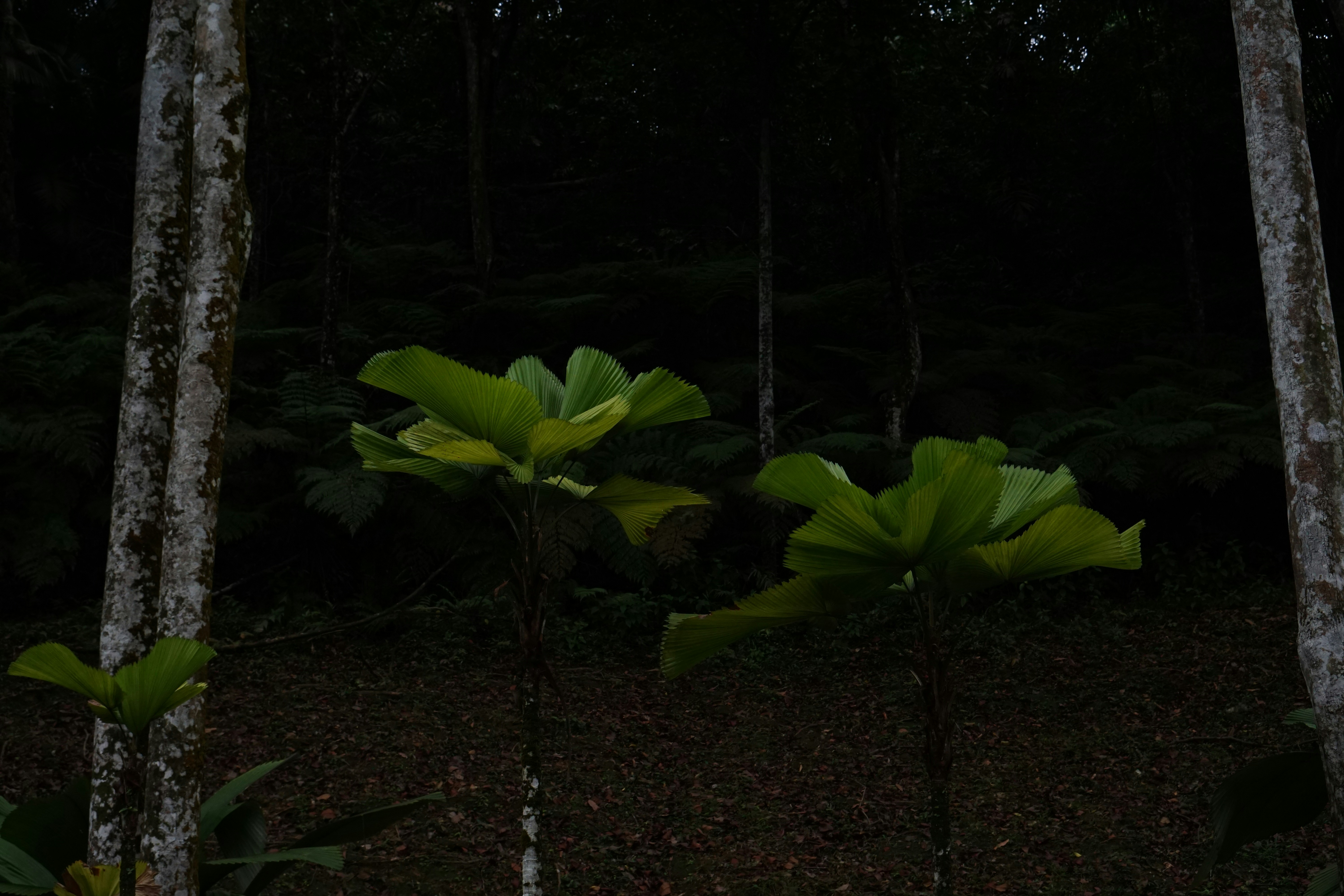 Two green plants grow in a dark forest.