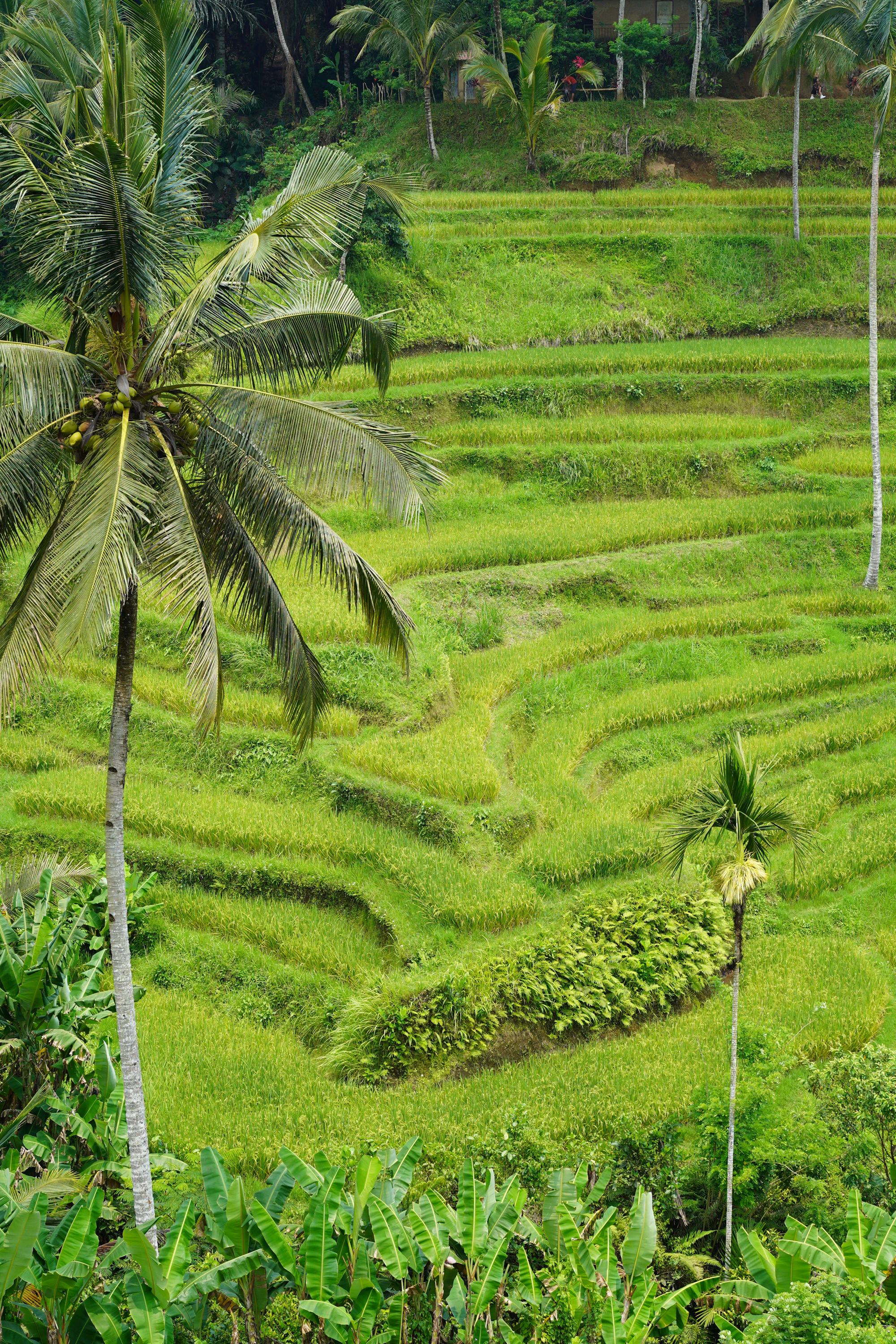 Risaie terrazzate e palme a Bali