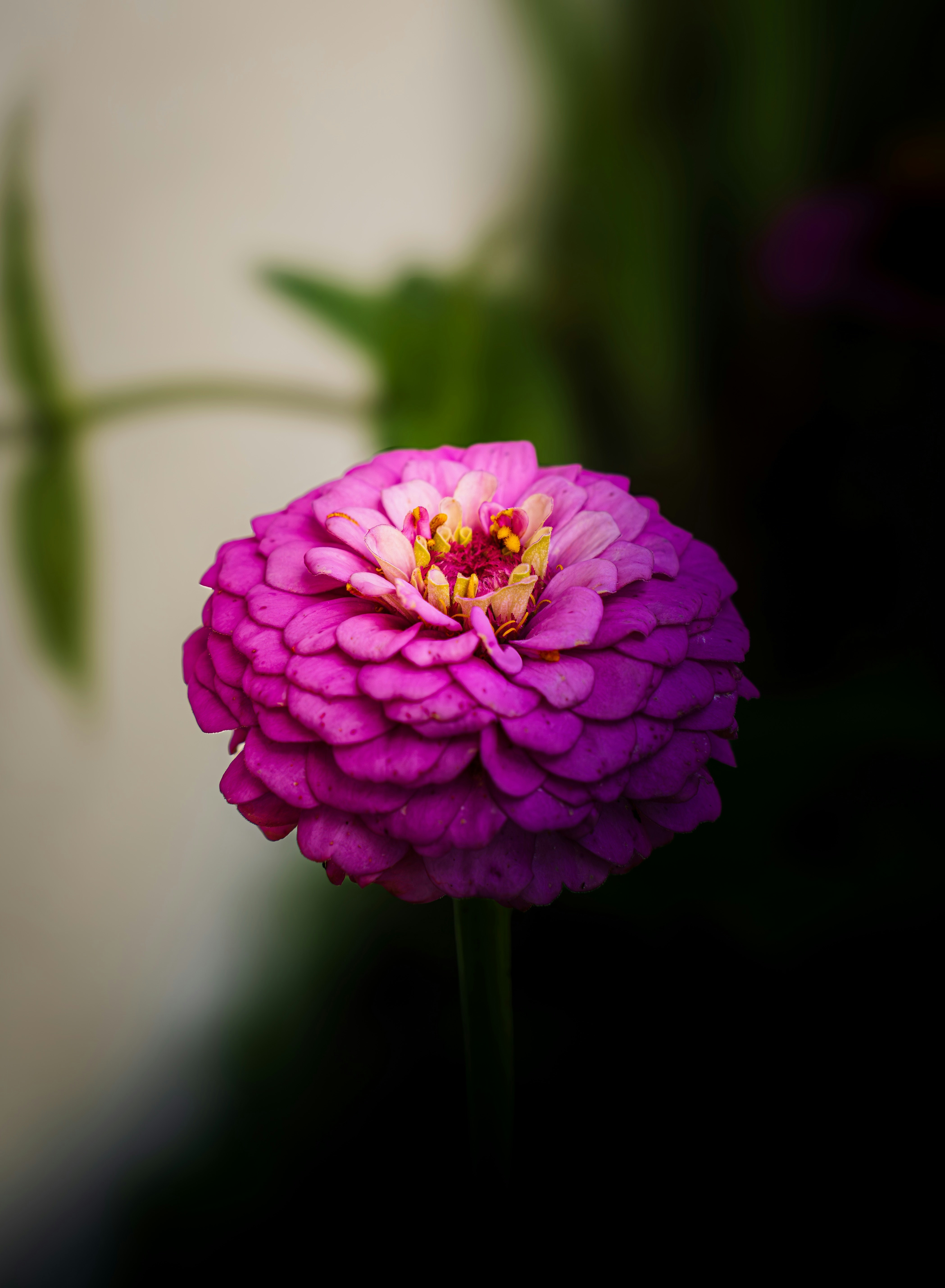 Photo by dkoplyk