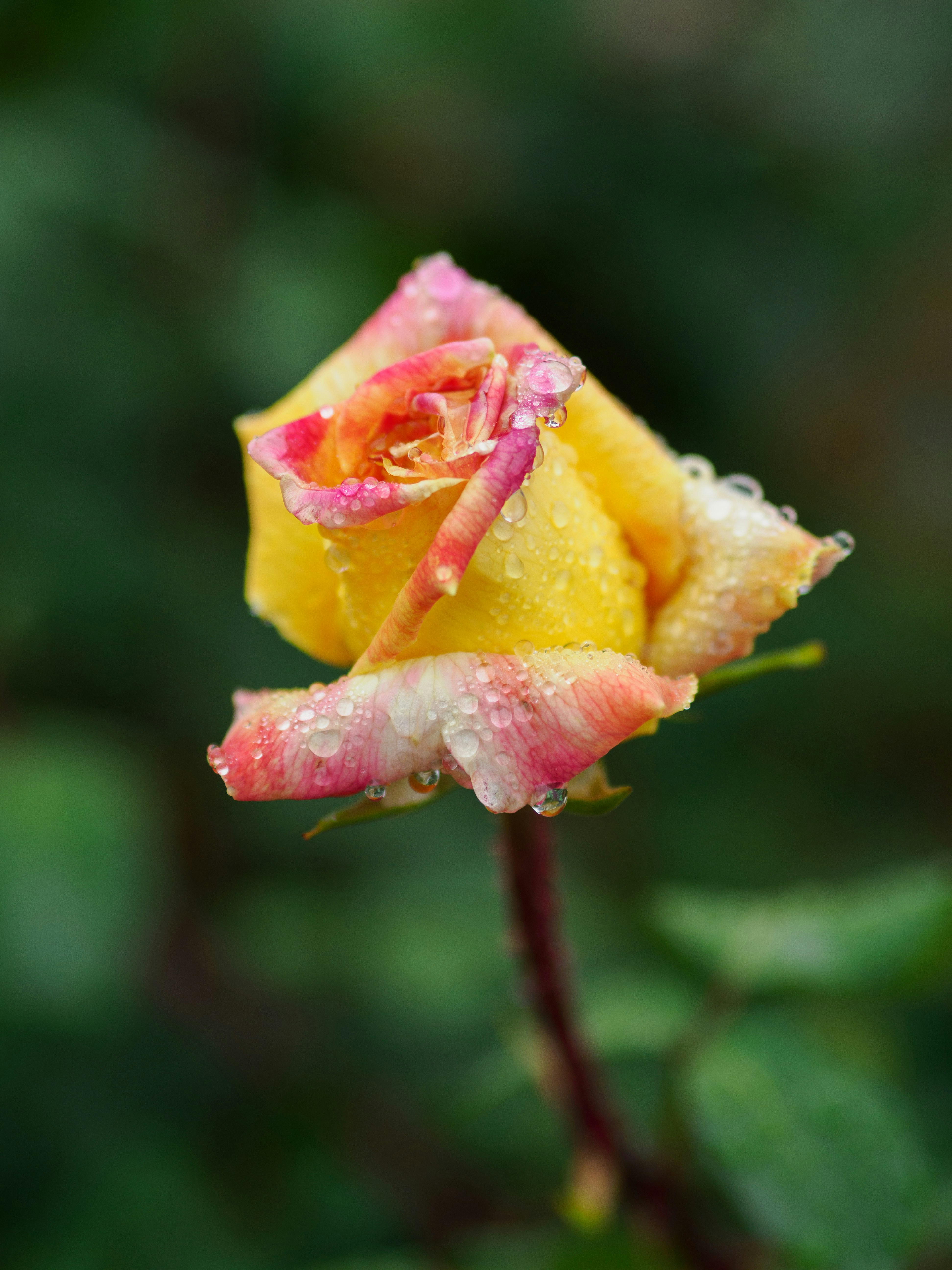 A beautiful rose bud with water droplets. photo – Free Image on Unsplash, image size:3000x4000
