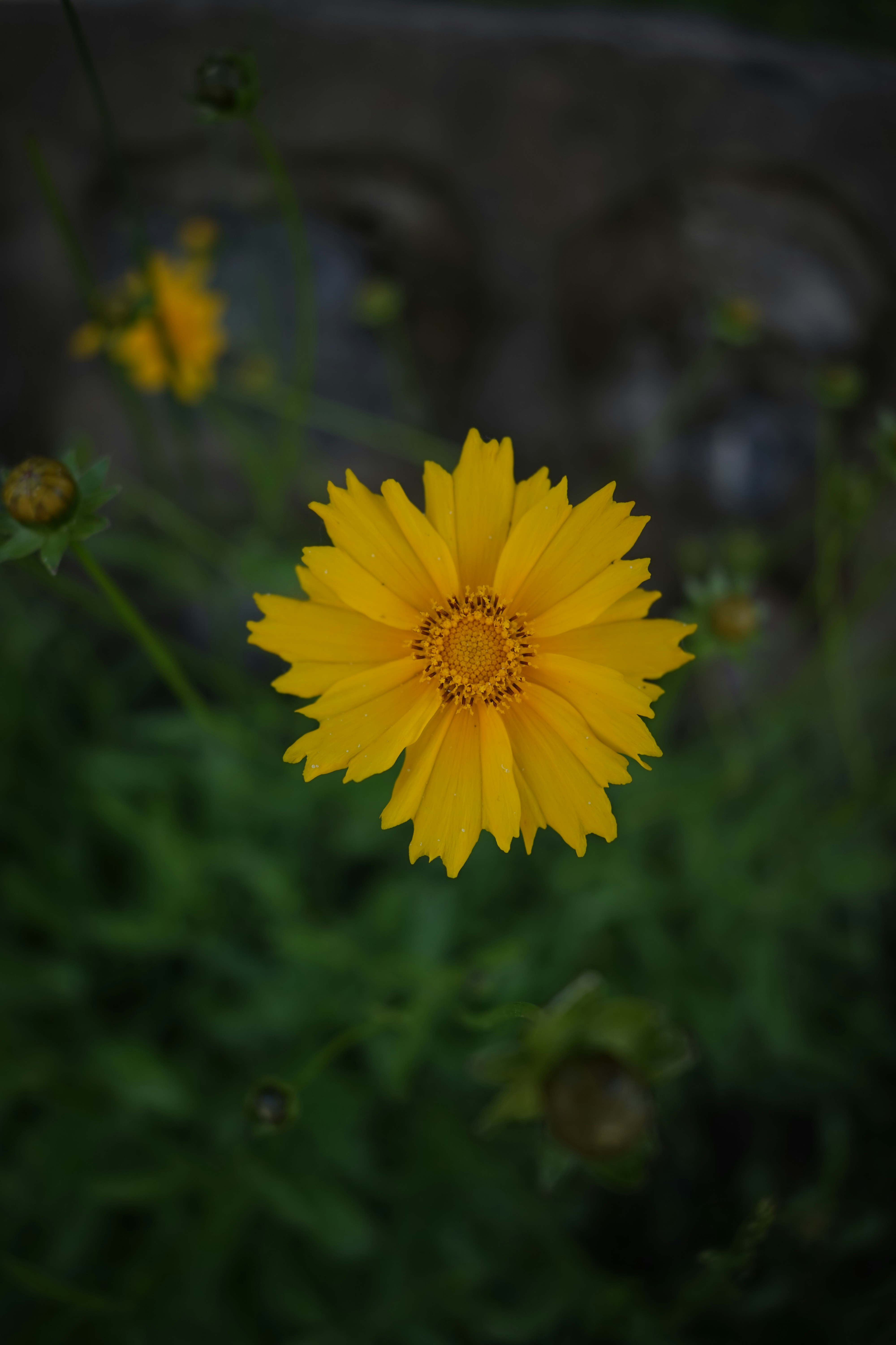 Photo by choumeiqishi