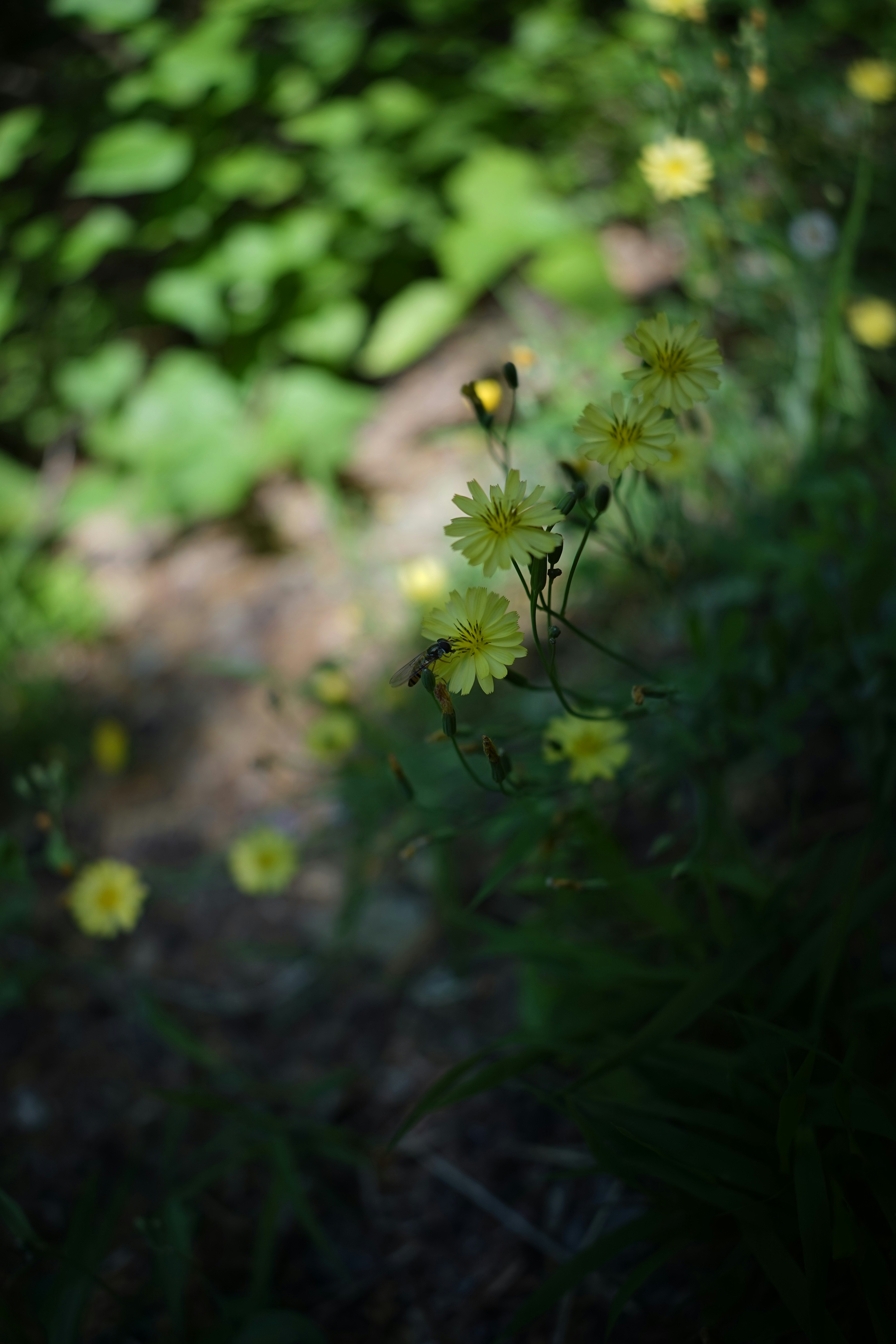 The Ecological Origins of April’s Pink Moon