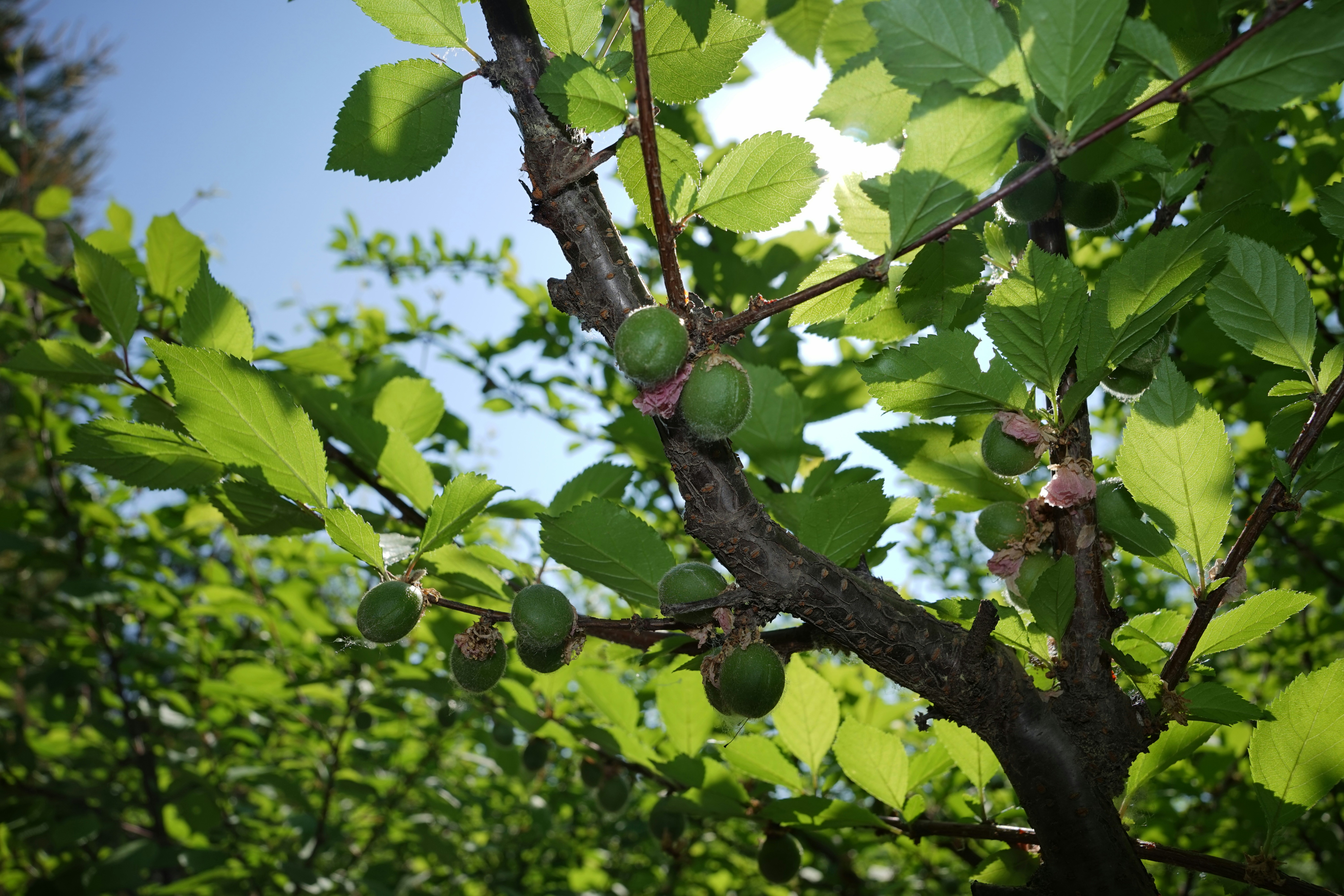 Photo by choumeiqishi