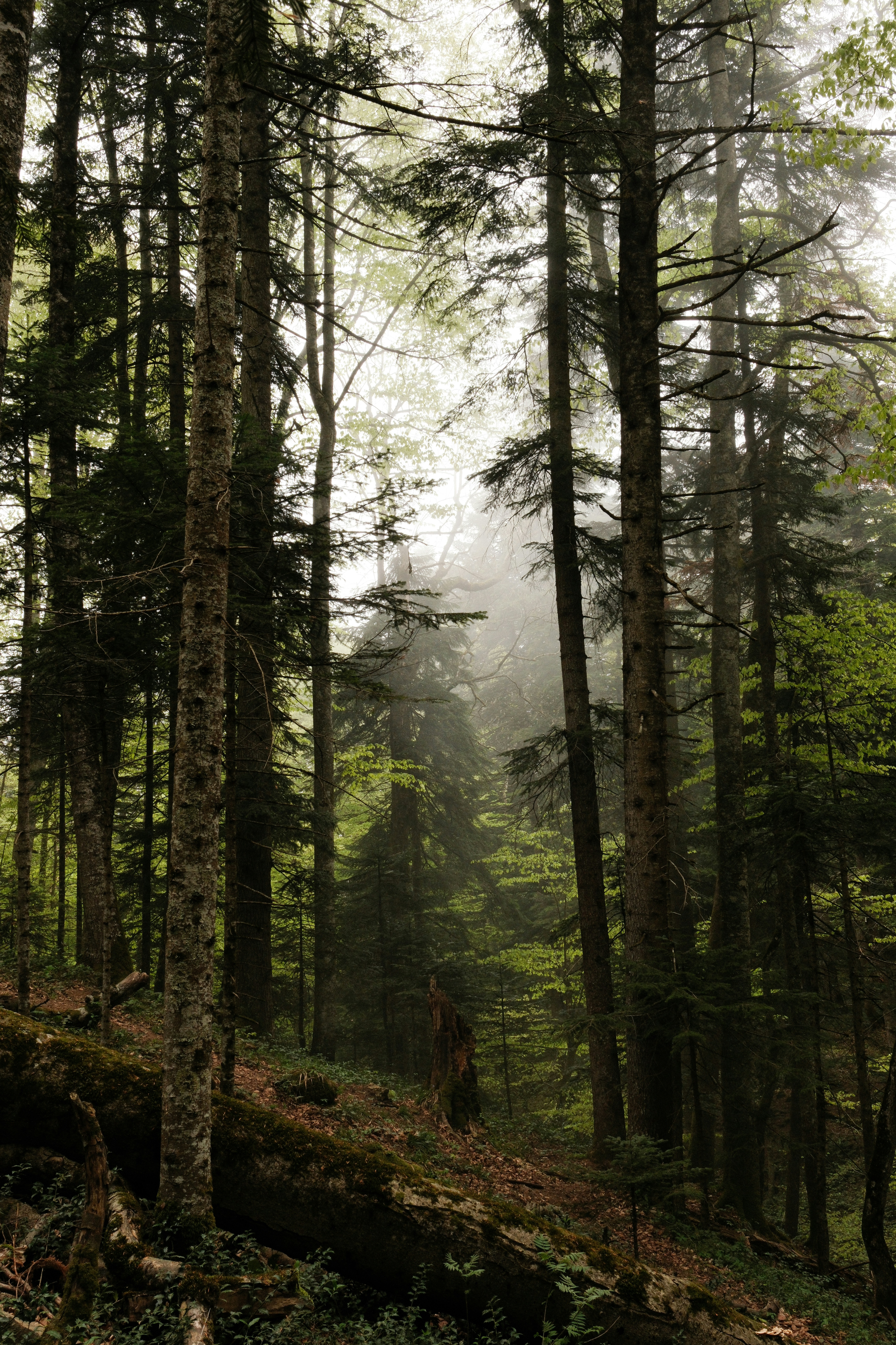 Photo by nikan_tanya