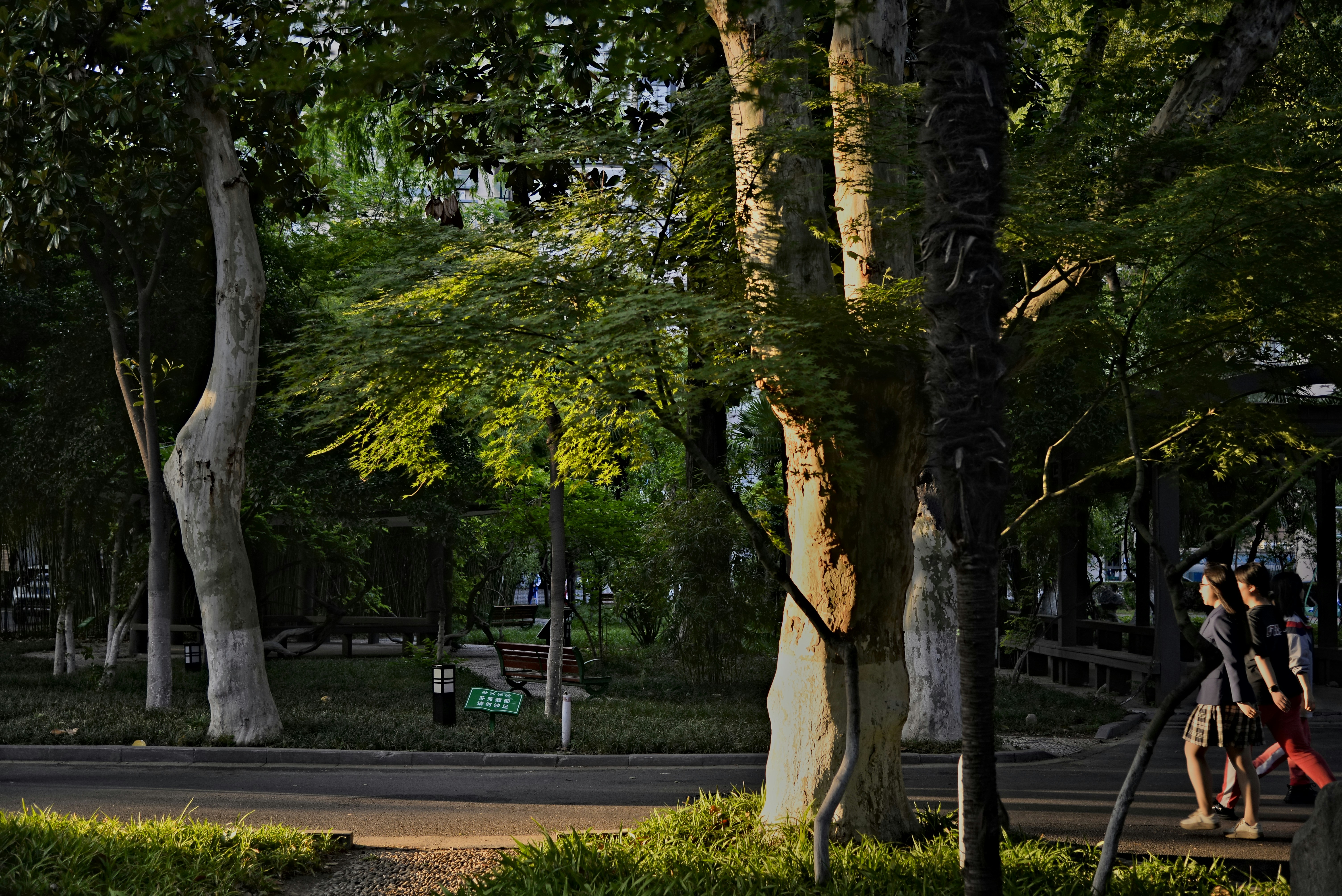 Trees line a park with sunlight filtering through.
