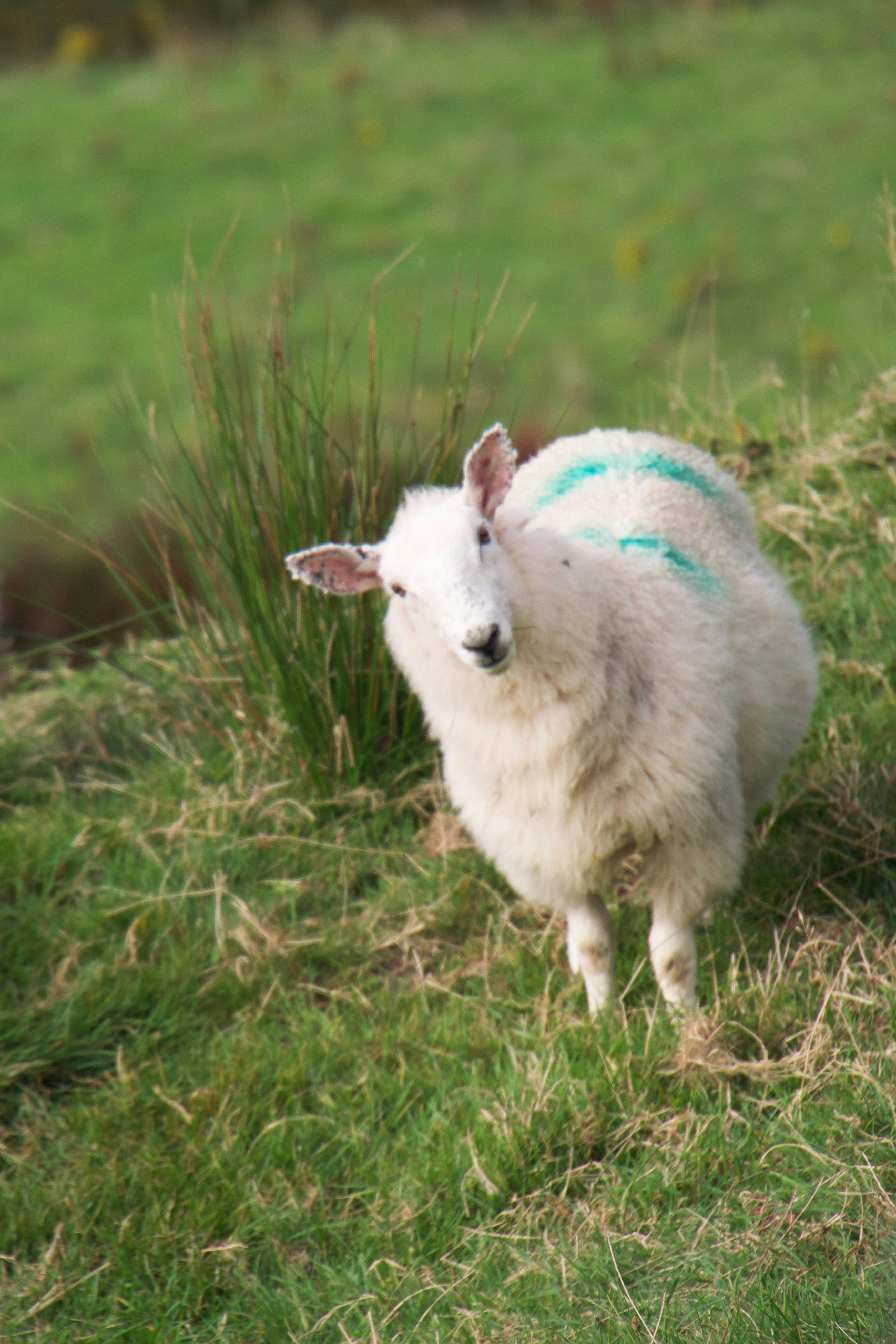 Ein veröffentlichtes Foto
