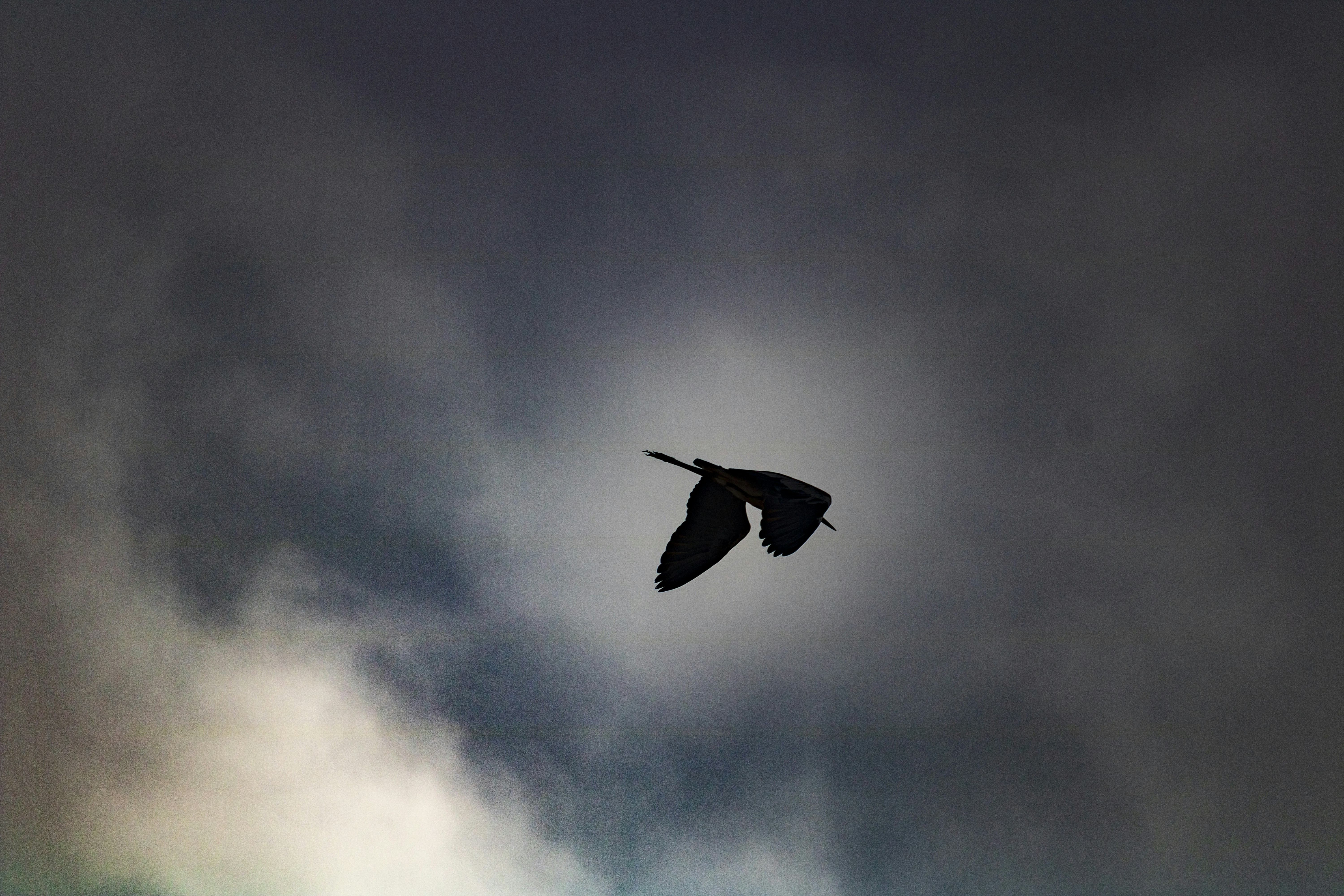 구름 낀 하늘을 배경으로 새 한 마리의 실루엣이 보였다.