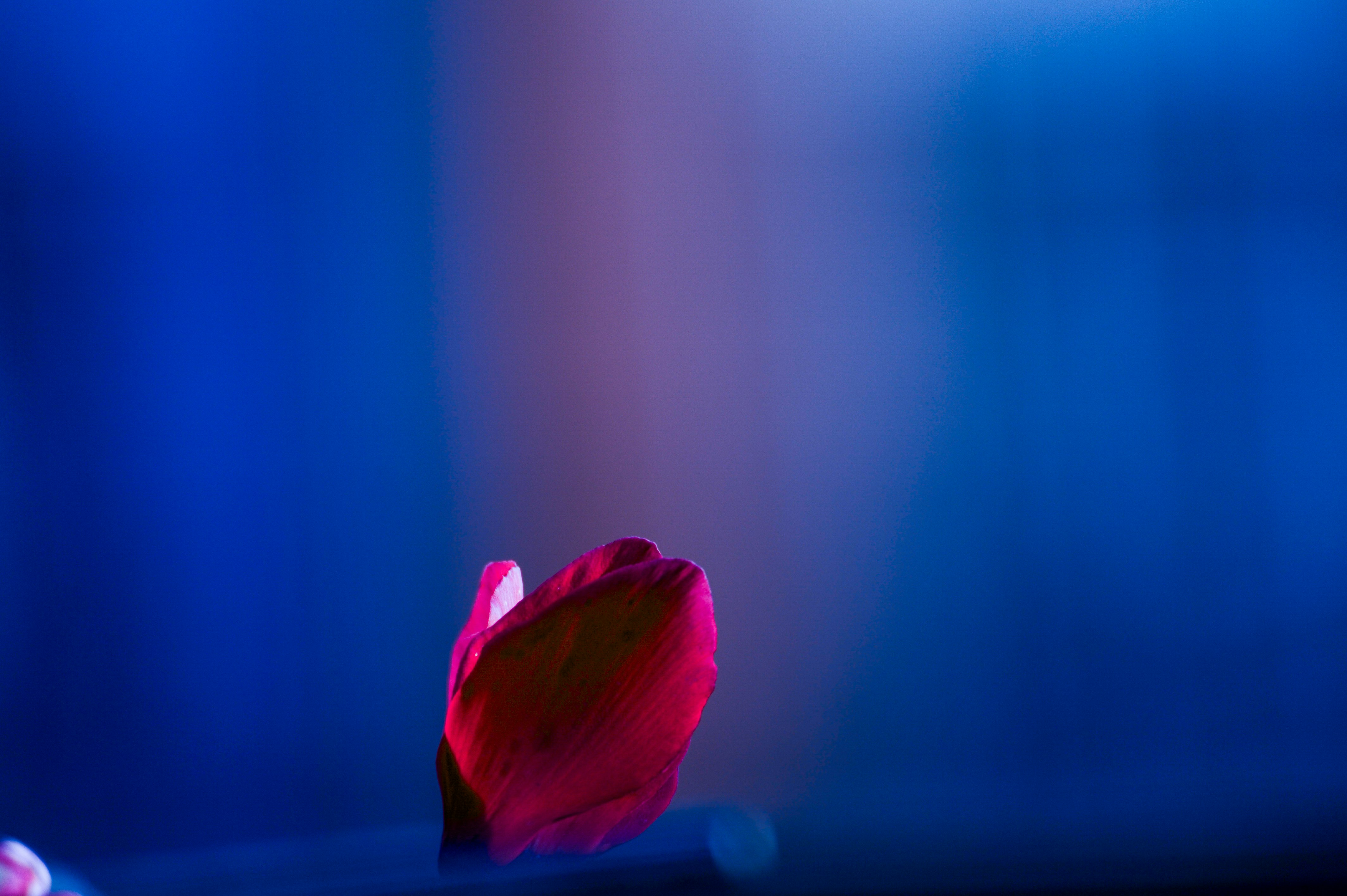 Um botão de flor vermelho em um fundo azul profundo. foto – Imagem grátis  sobre Papel de parede 4k na Unsplash, image size:3000x1996