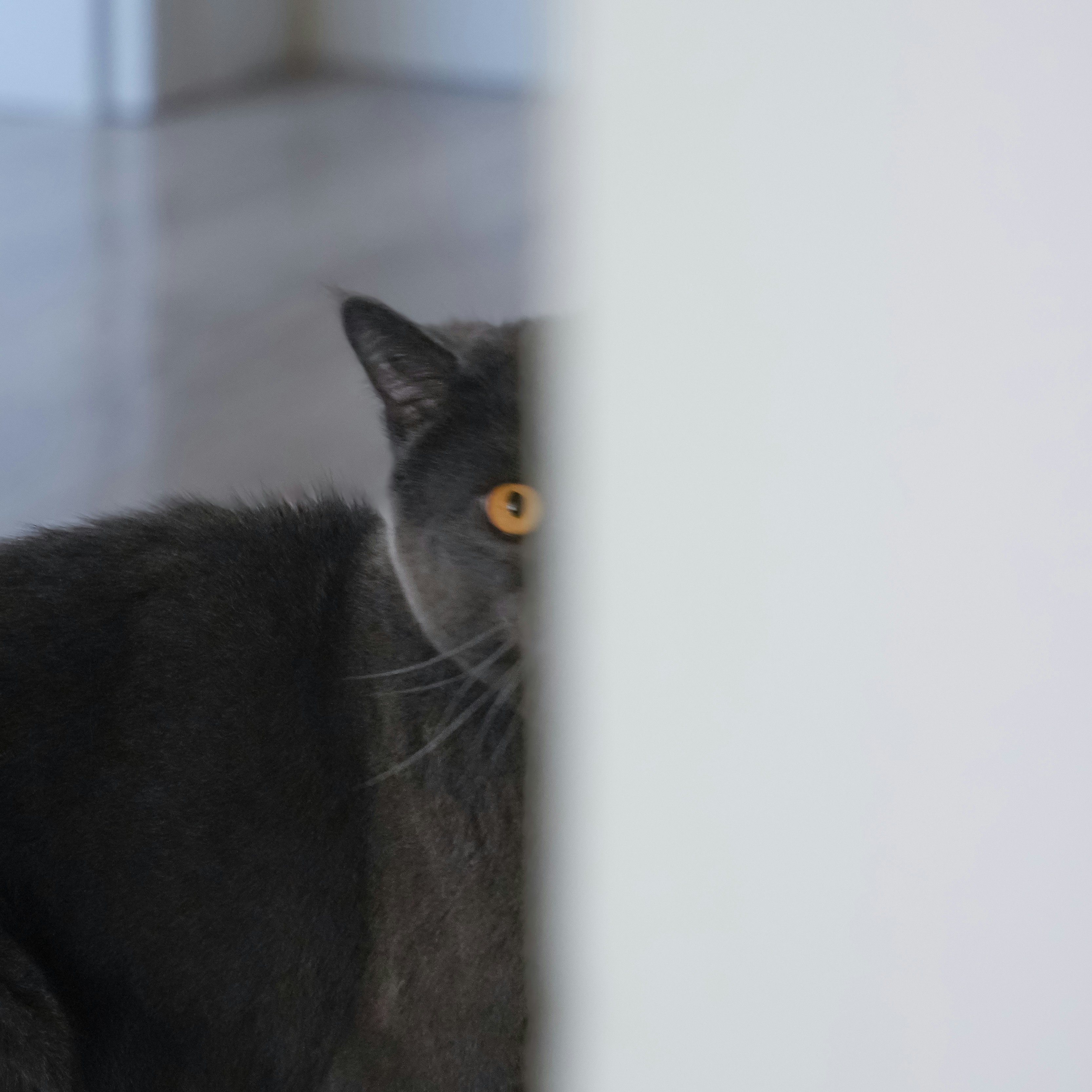A gray cat peeks out from behind a wall.