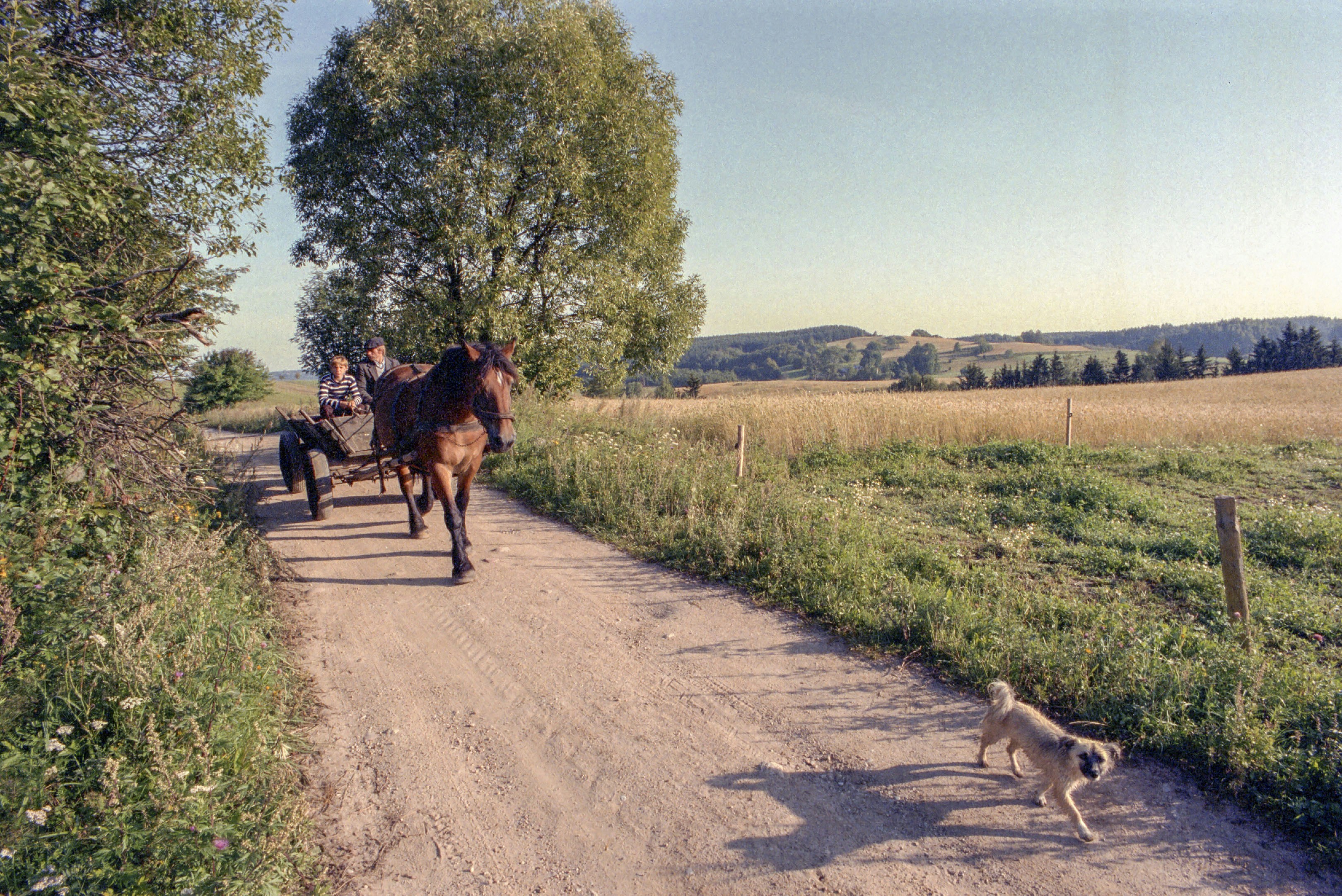 A horse and carriage travel down a dirt road.