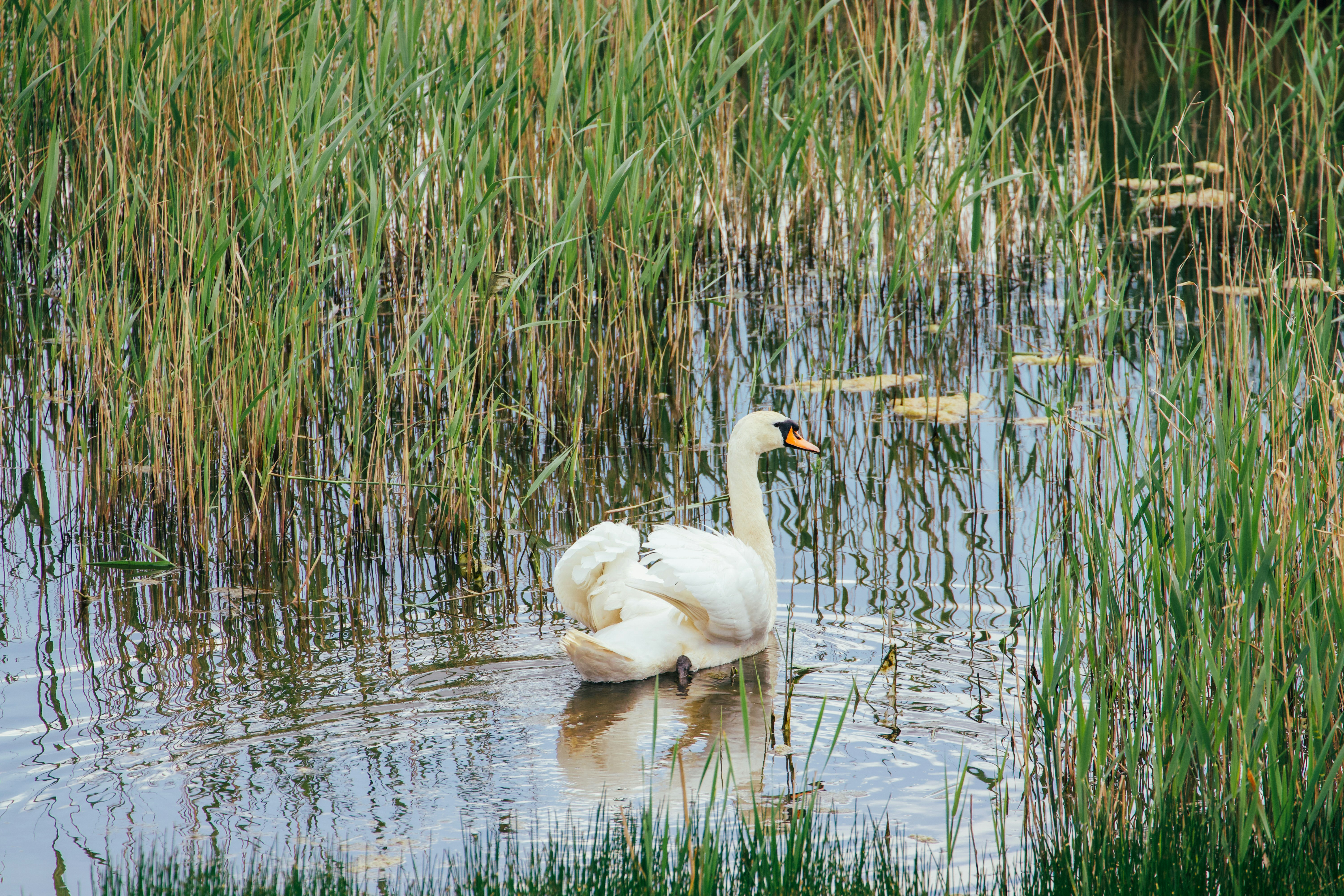 Photo by jakub_neskora